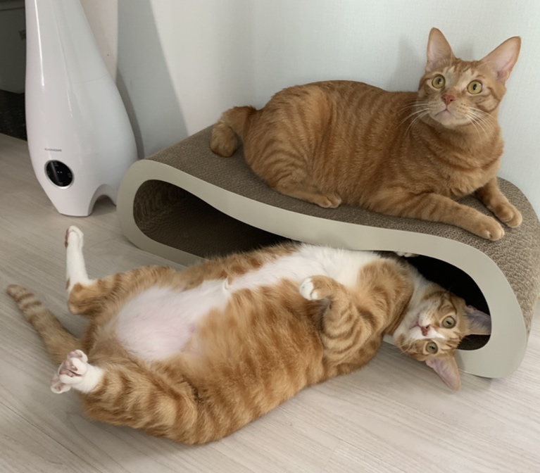 다이어트 중인 리치