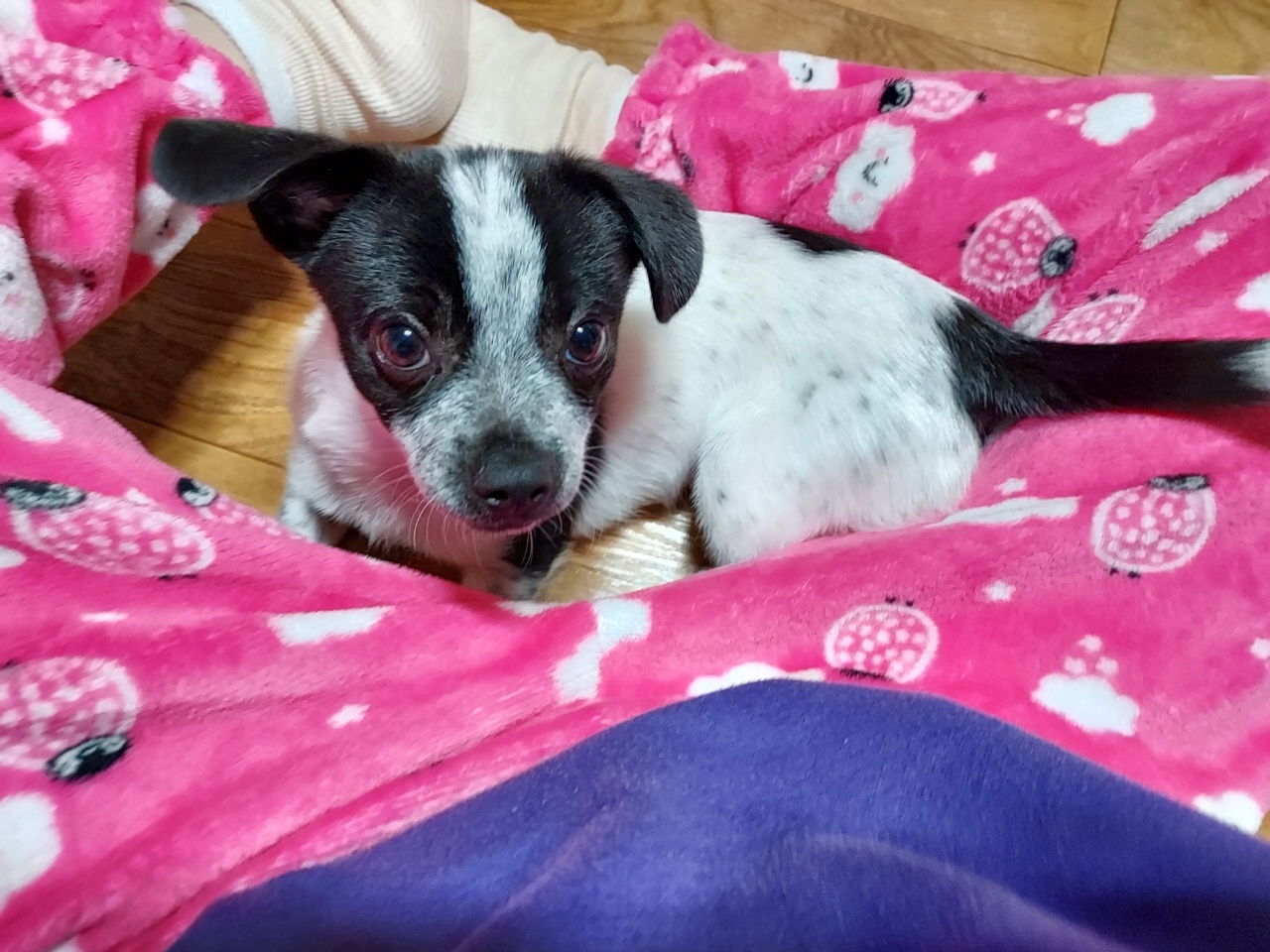 쑥쑥크고 있는 쿠키(마뜨)...