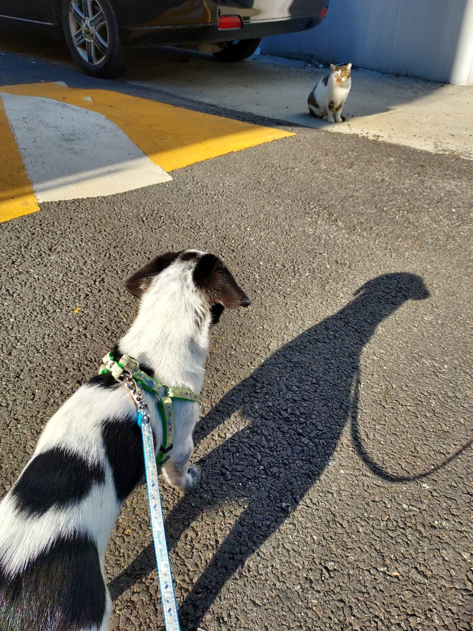 쑥쑥크고 있는 쿠키(마뜨)...