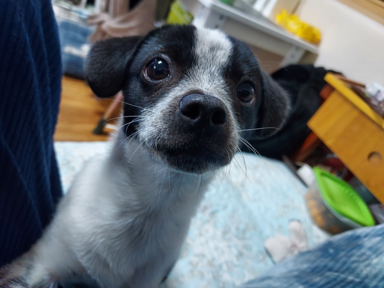 쑥쑥크고 있는 쿠키(마뜨)...