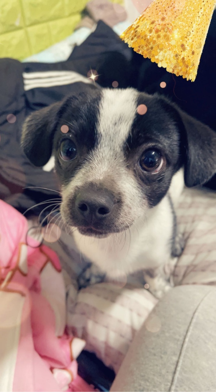 쑥쑥크고 있는 쿠키(마뜨)...