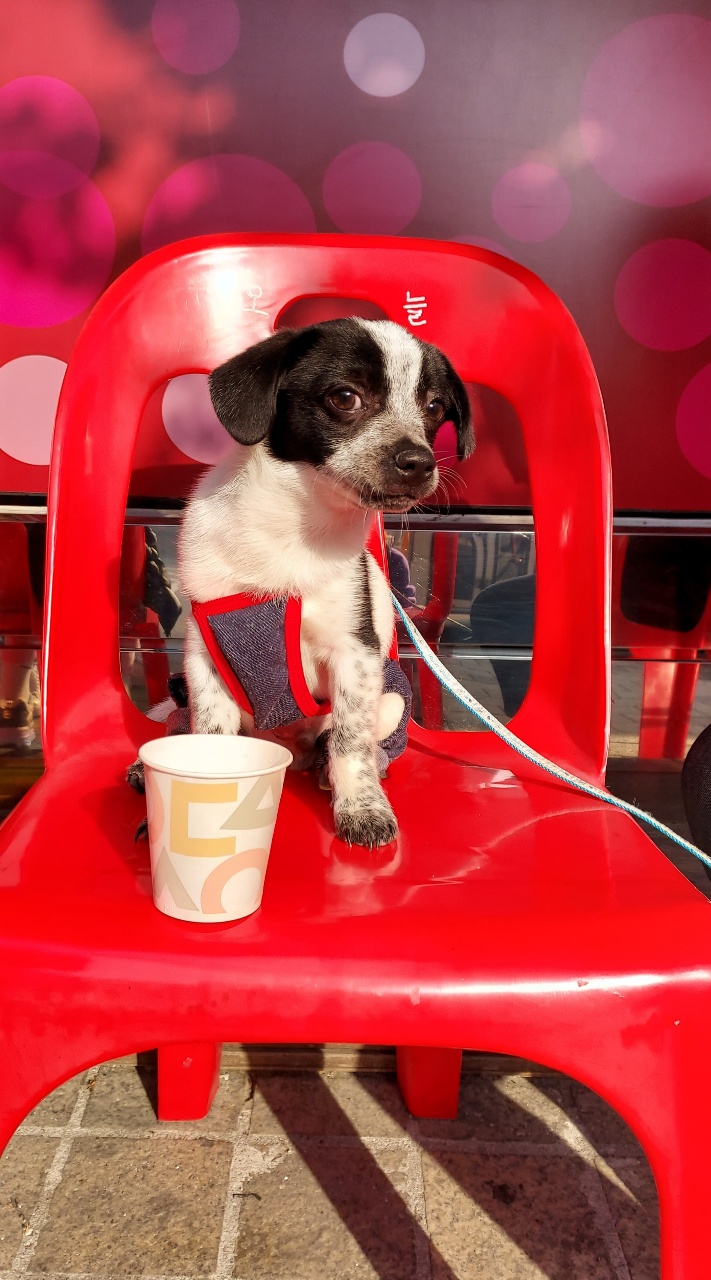 쑥쑥크고 있는 쿠키(마뜨)...