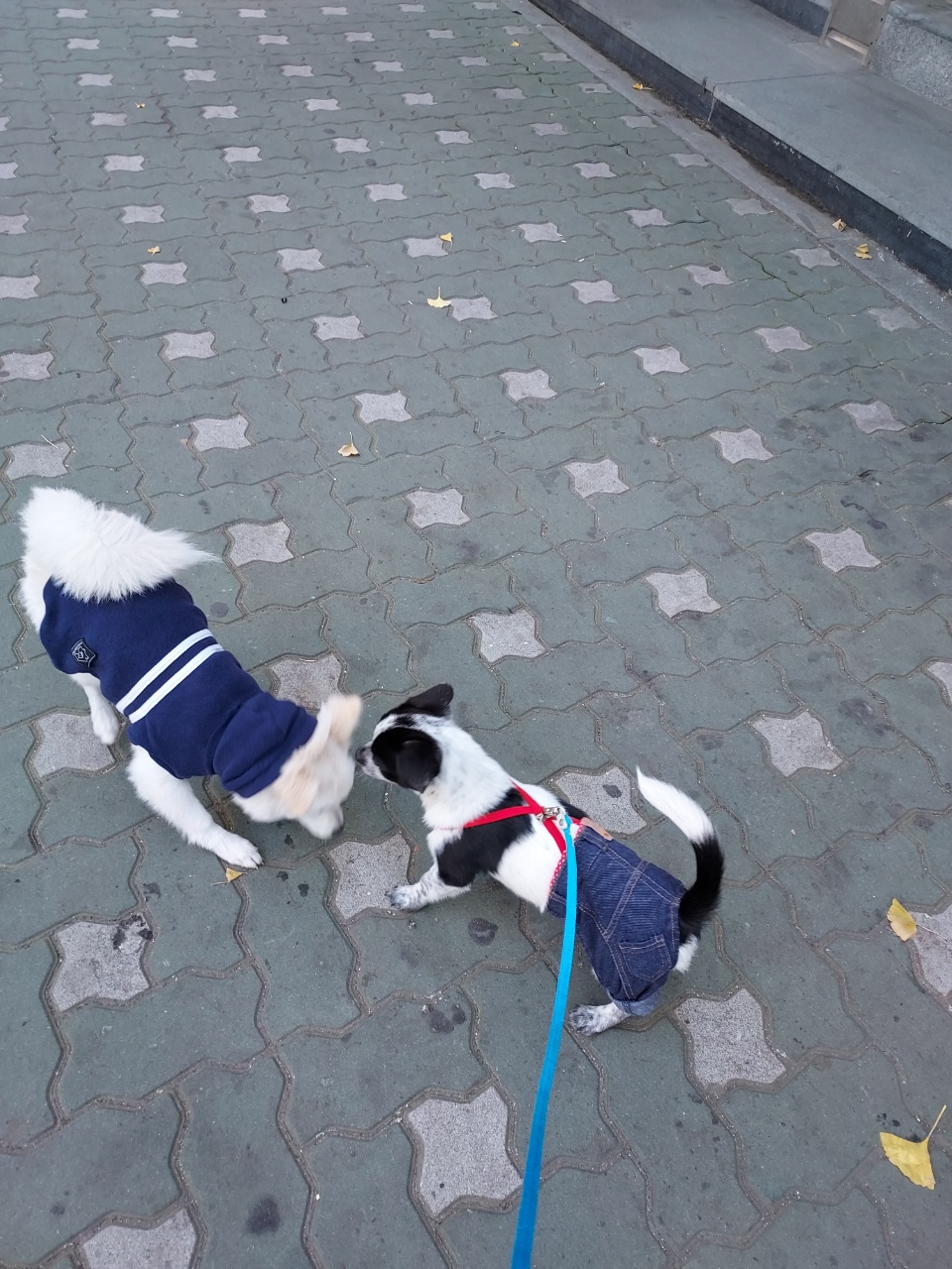 쑥쑥크고 있는 쿠키(마뜨)...