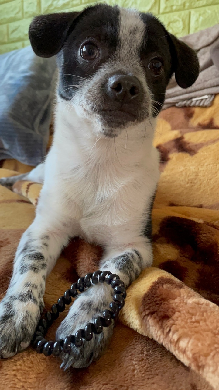 쑥쑥크고 있는 쿠키(마뜨)...