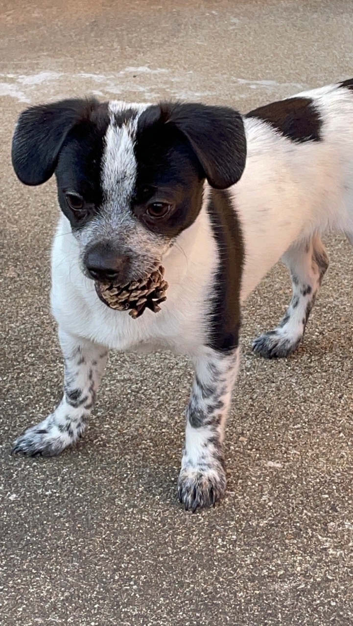 쑥쑥크고 있는 쿠키(마뜨)...