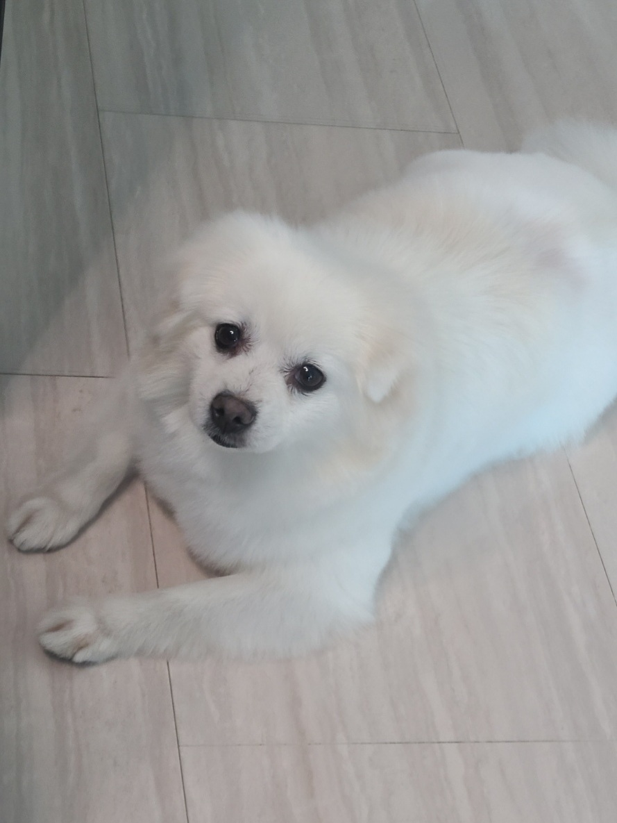 구름(빈츠)이가 온지 4개월이 되었네요