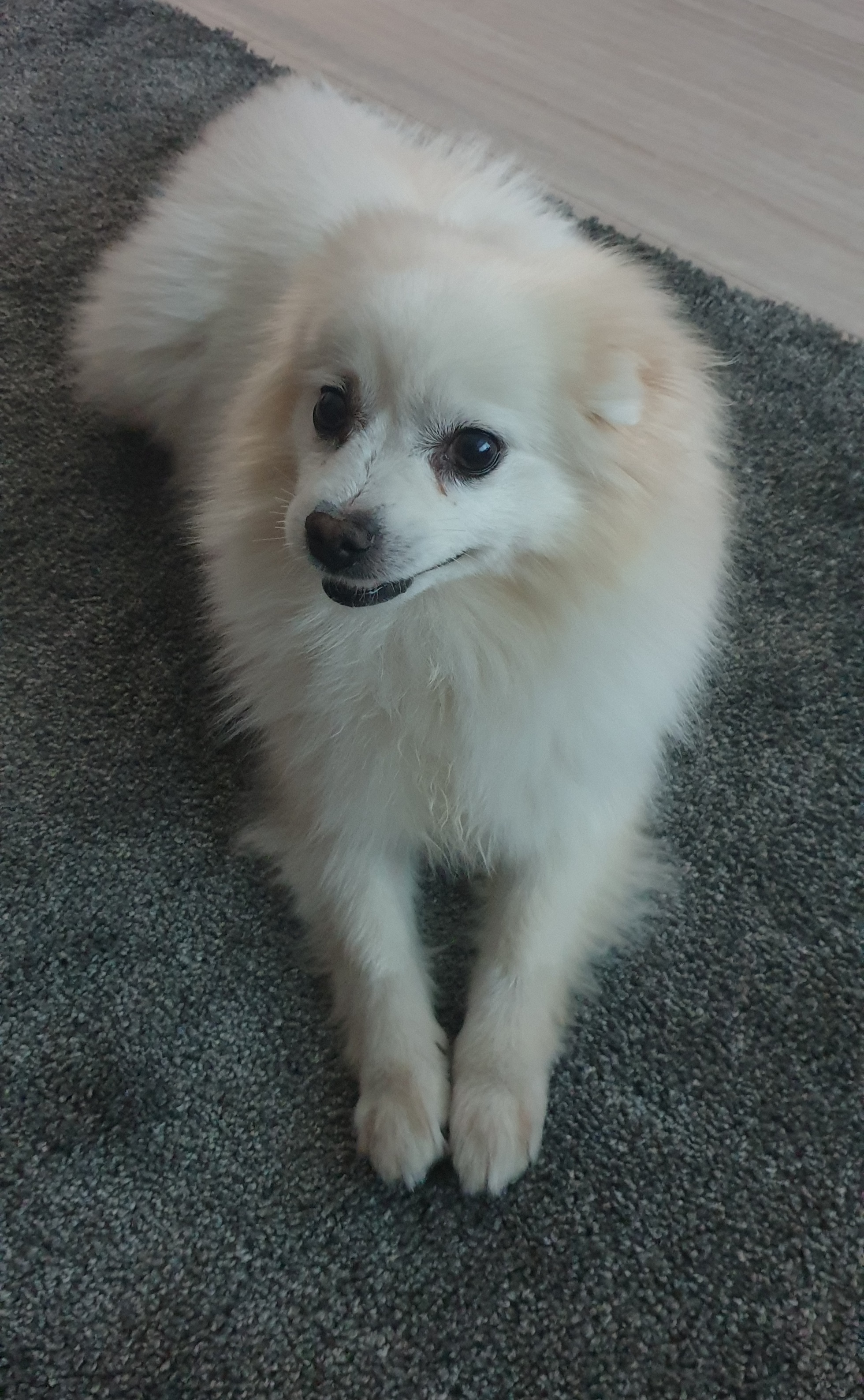 구름(빈츠)이가 온지 4개월이 되었네요