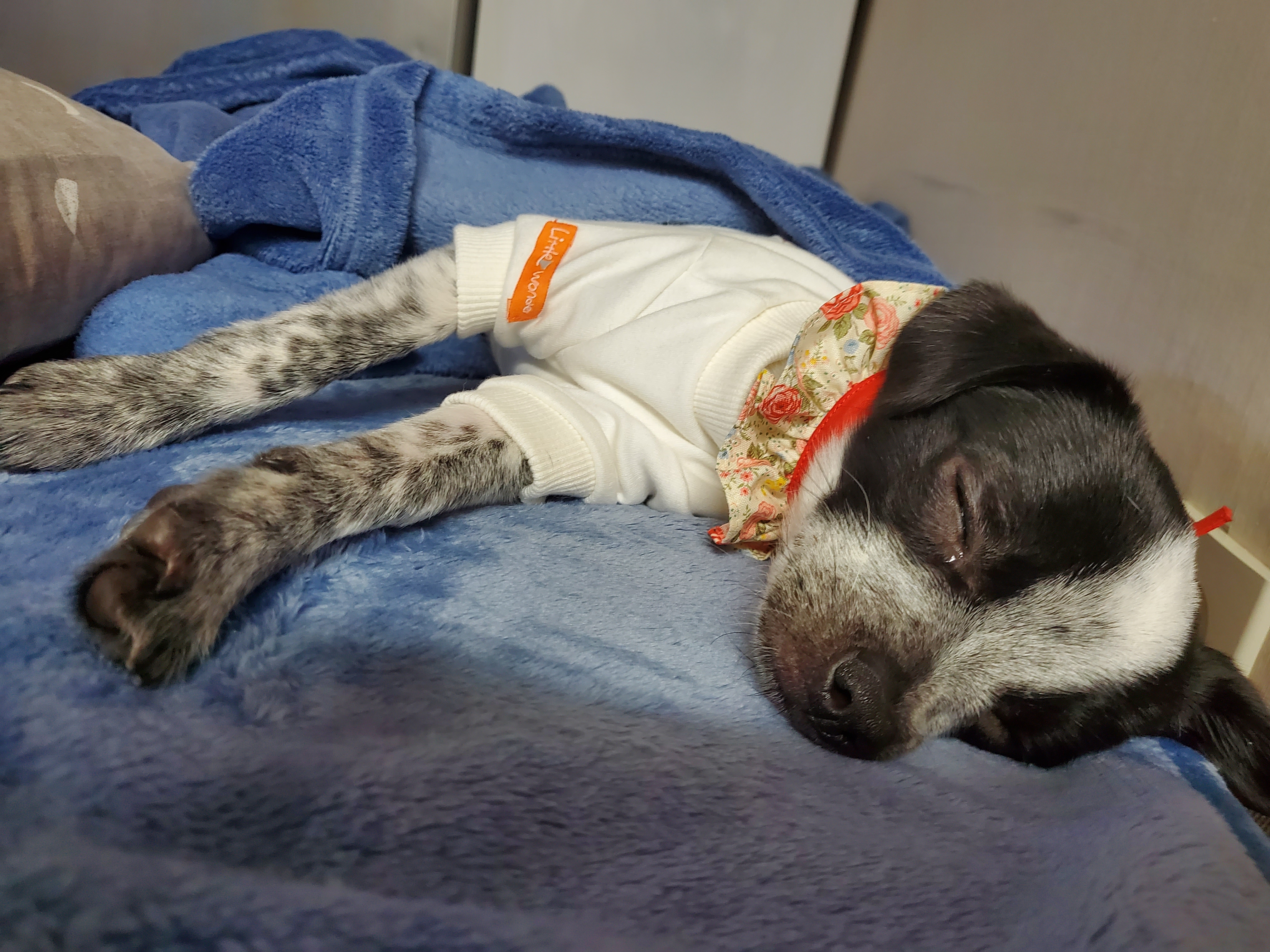 딸랑이 >> 행복이 입양 후기(2달째)