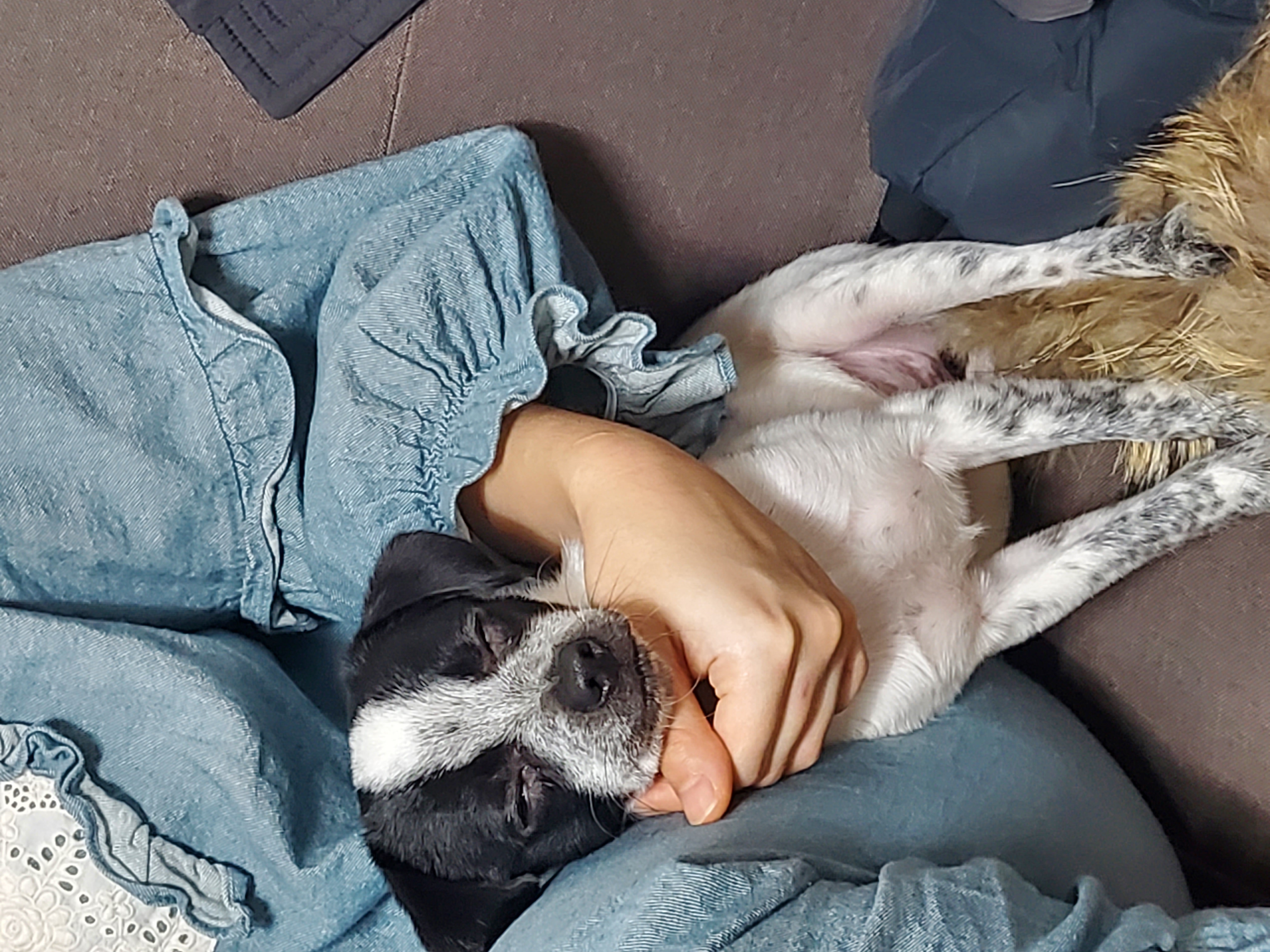 딸랑이 >> 행복이 입양 후기(2달째)