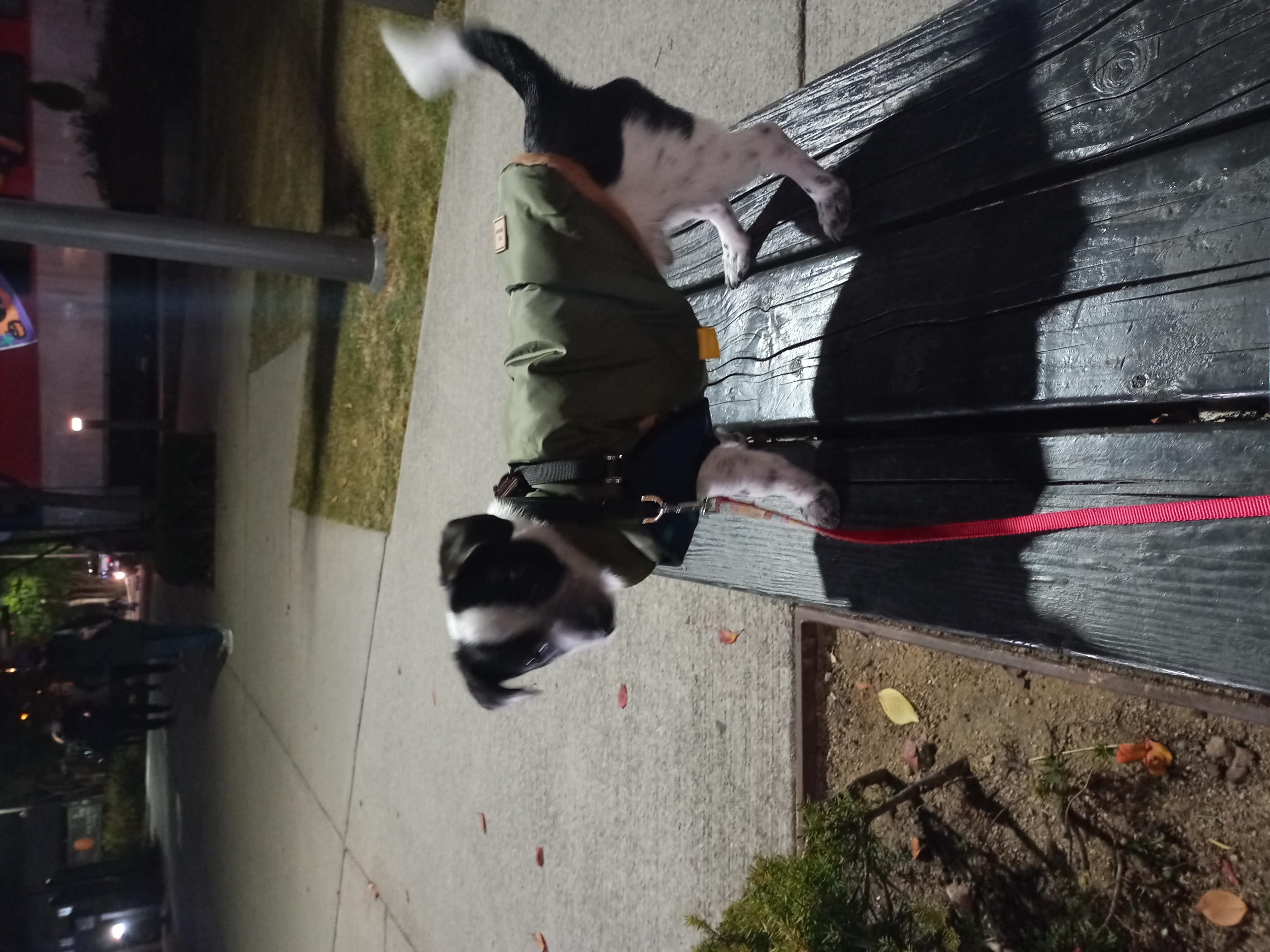 깨비(다일이) 입양 3개월