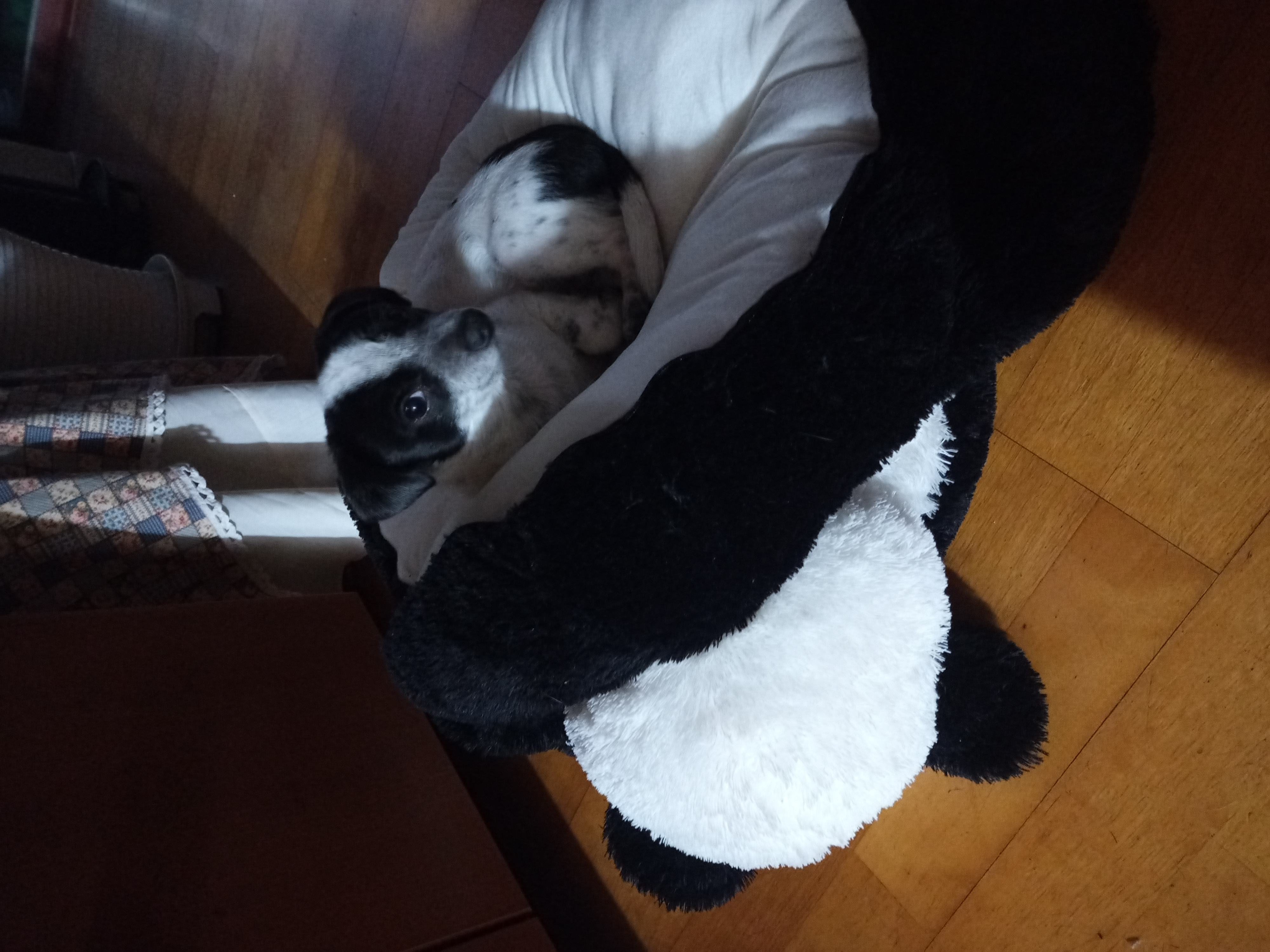 깨비(다일이) 입양 3개월