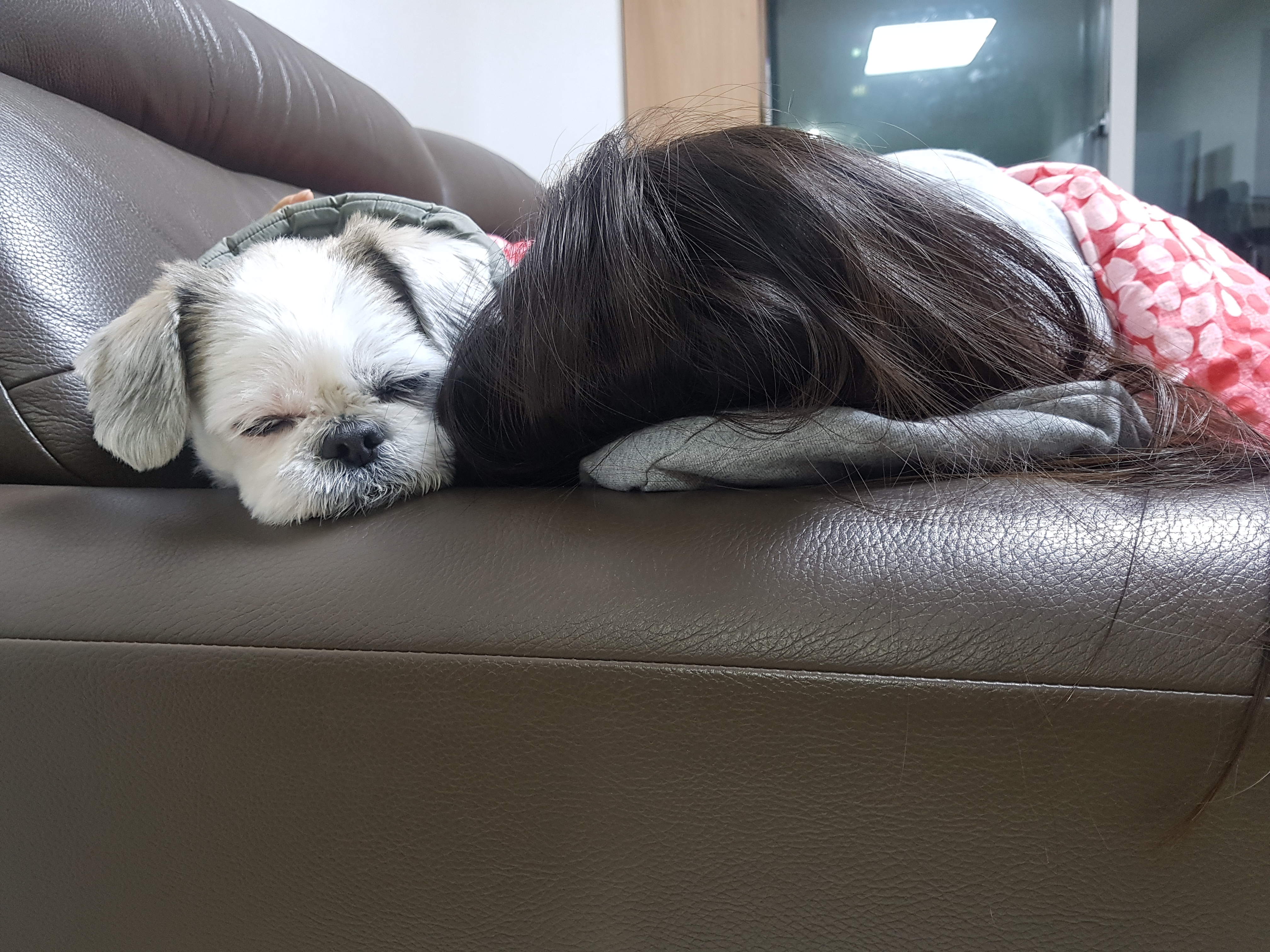 입양6년차 참이예요