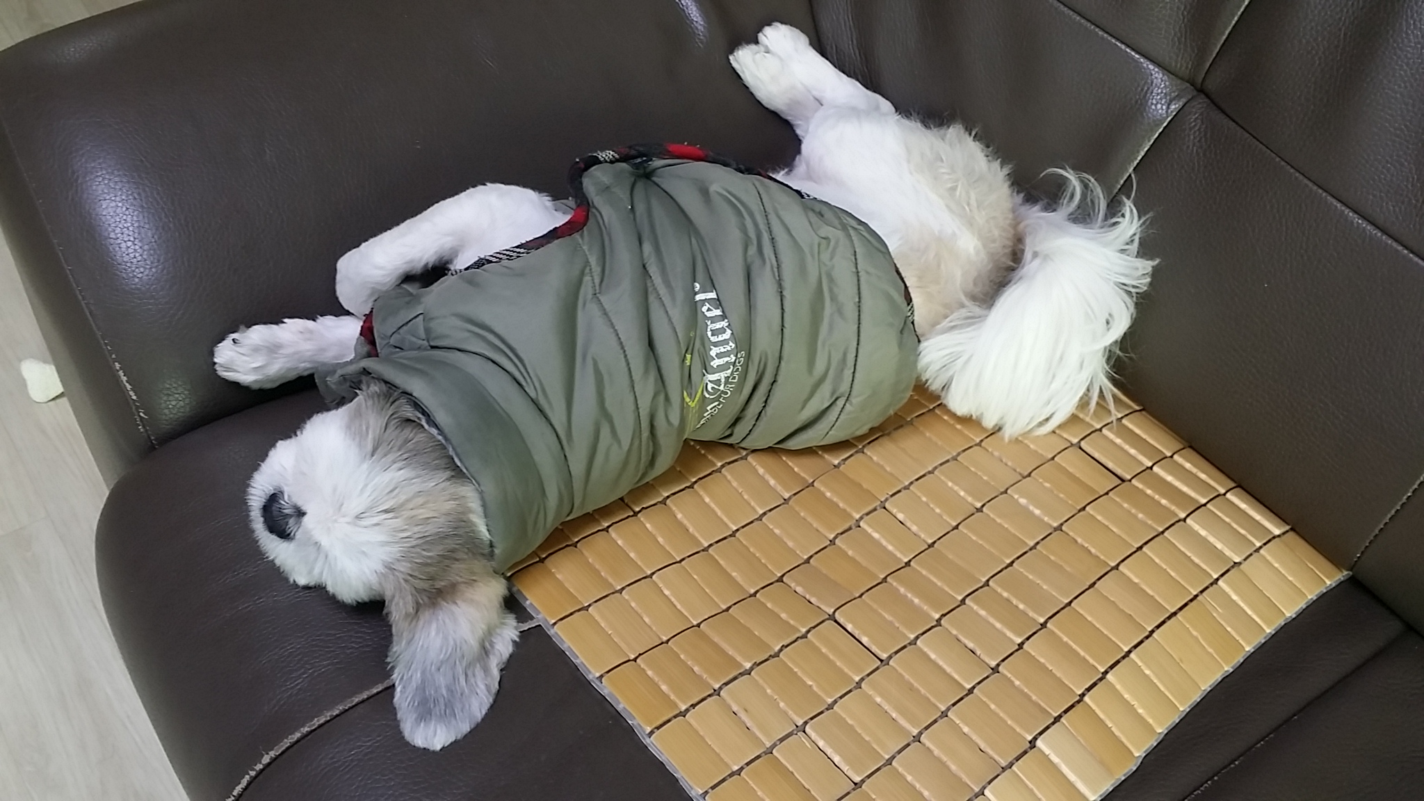 입양6년차 참이예요