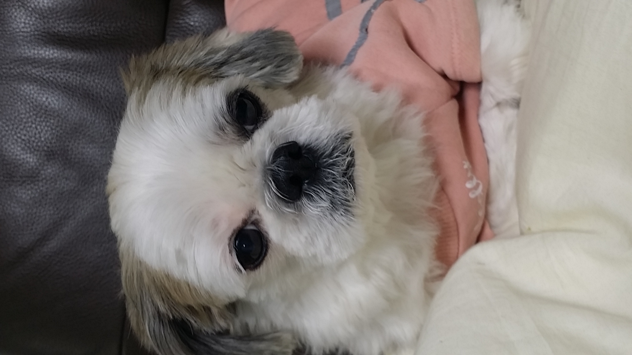 입양6년차 참이예요