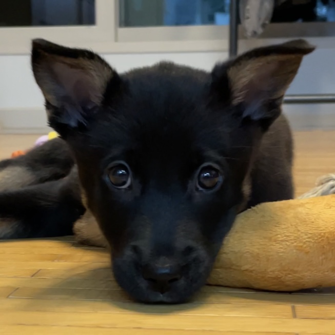 고미가 된 곰곰