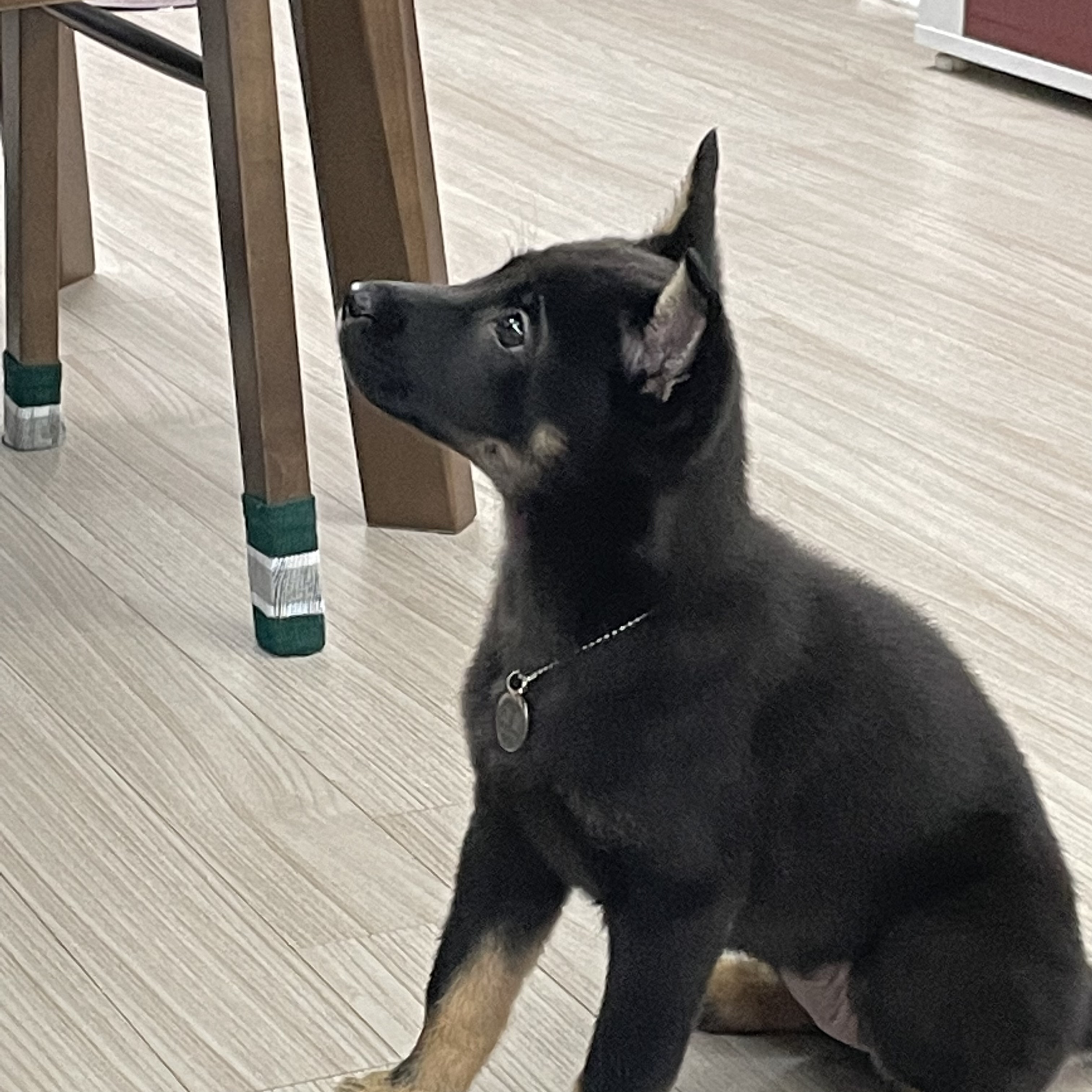 고미가 된 곰곰