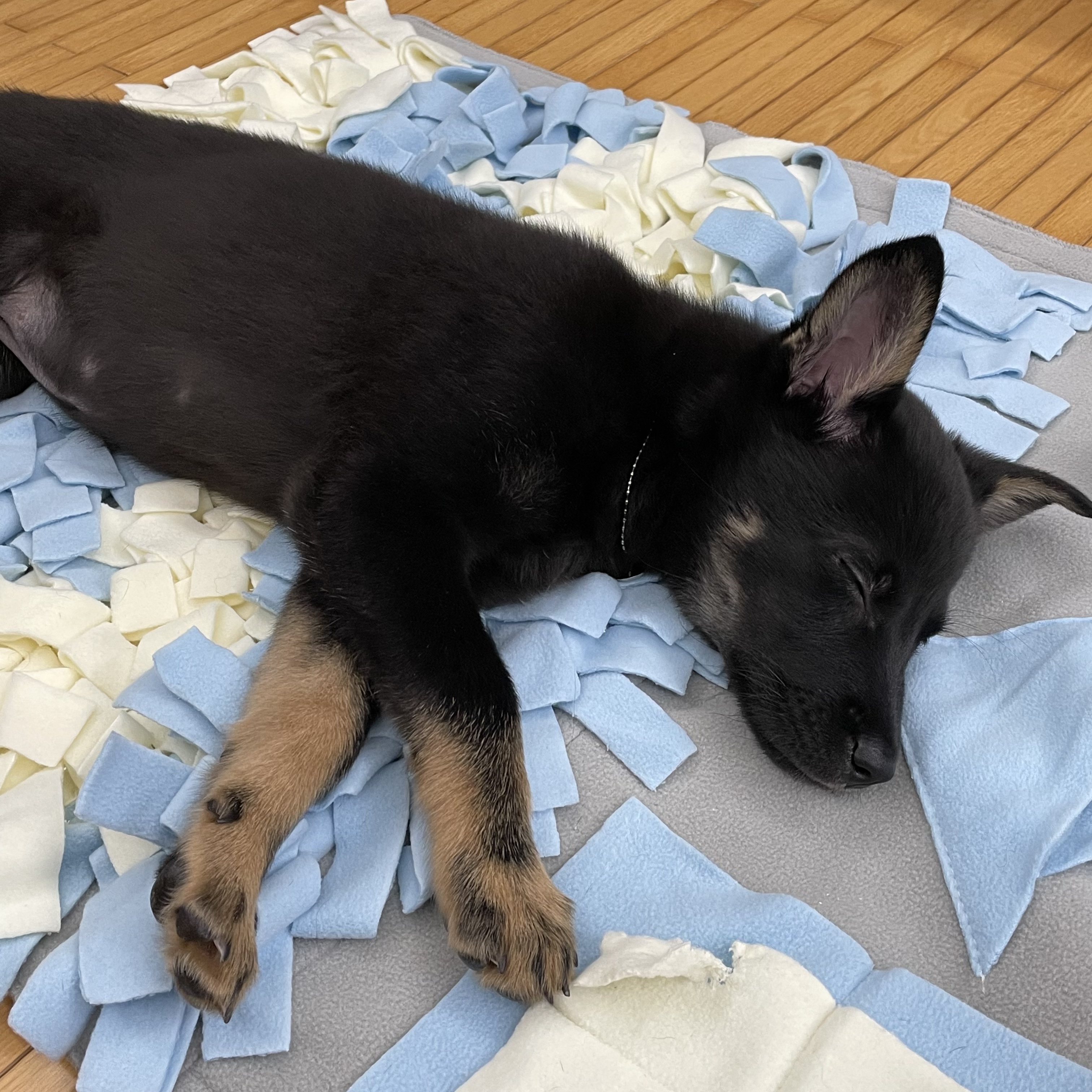 고미가 된 곰곰