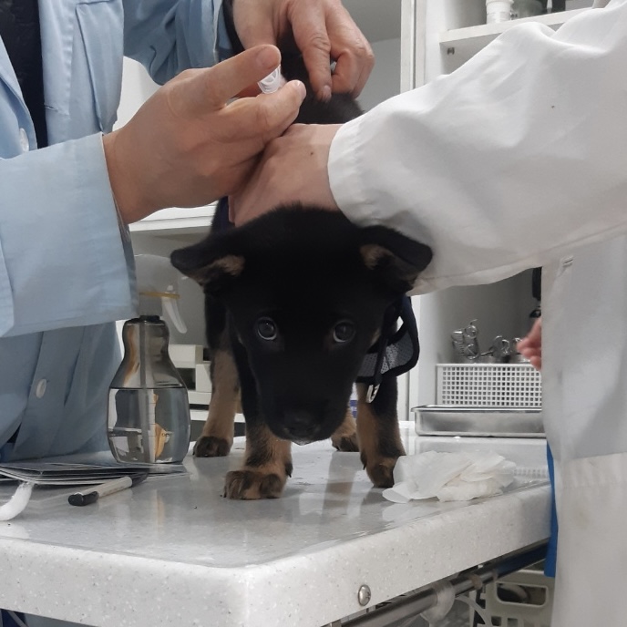 고미가 된 곰곰