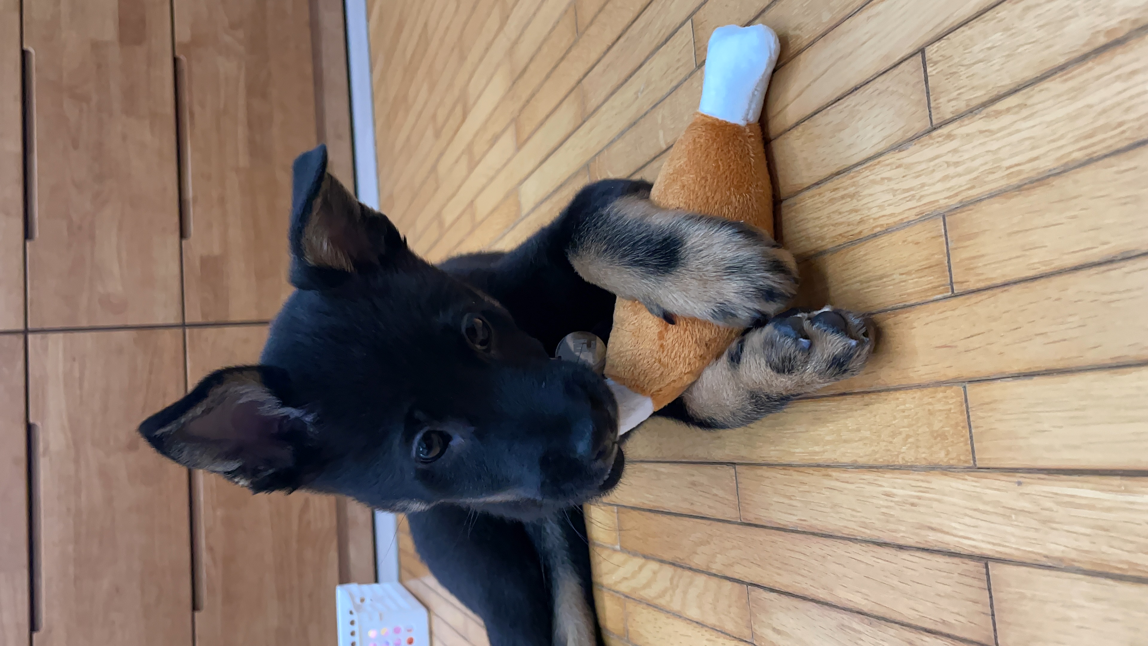 고미가 된 곰곰