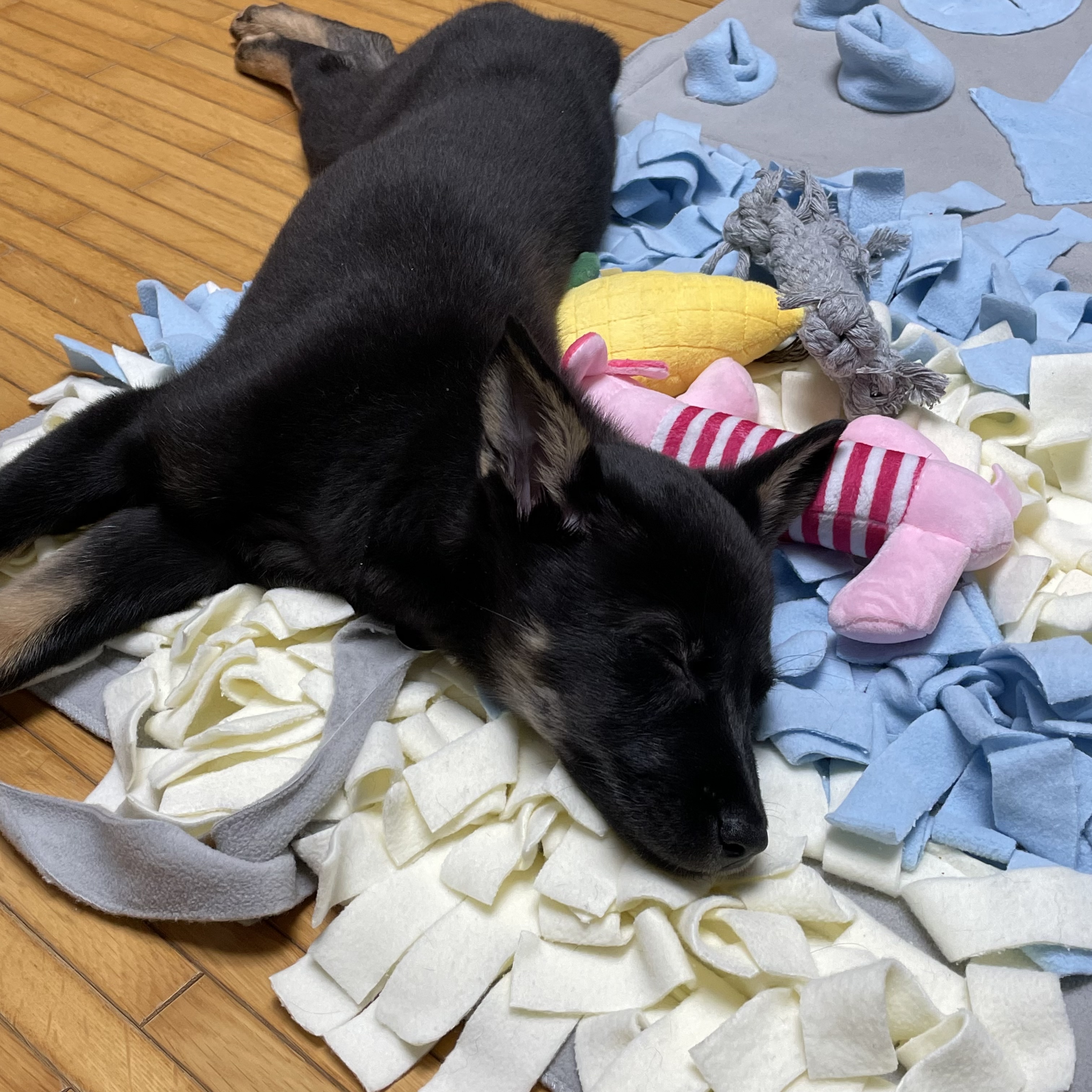 고미가 된 곰곰