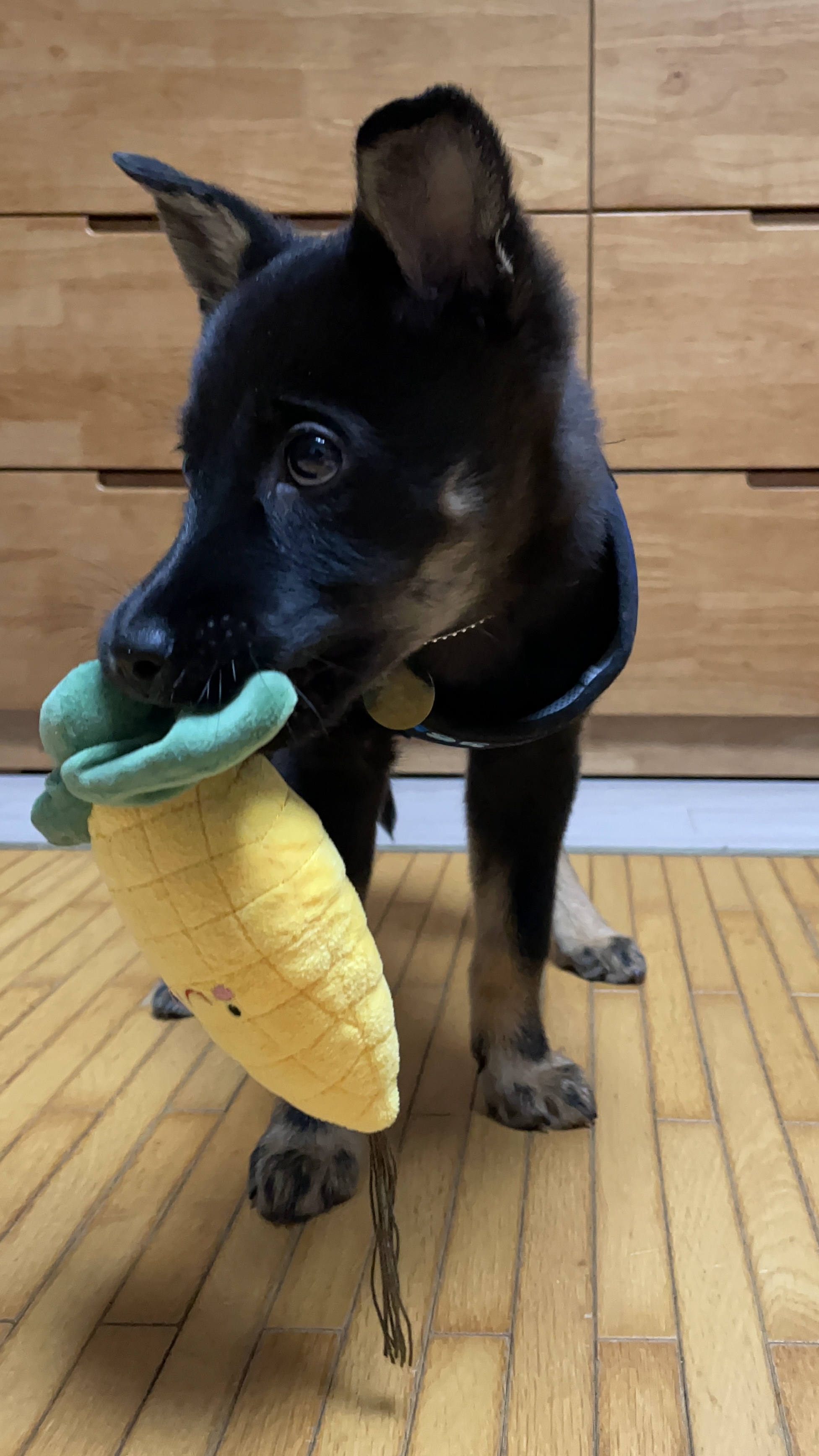 고미가 된 곰곰