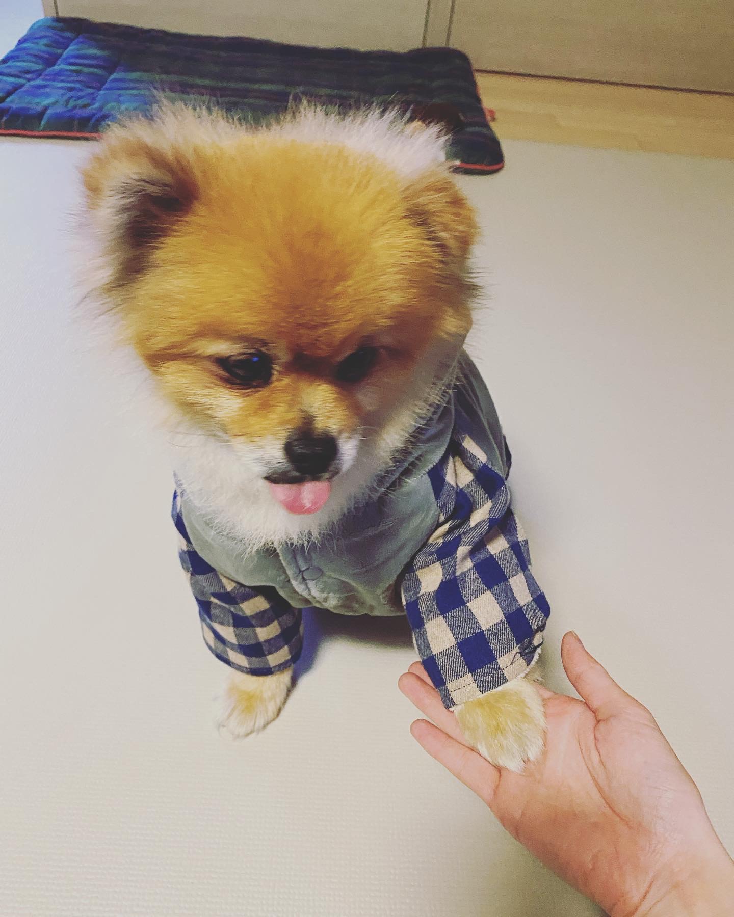 보리(감귤이)와 함께한 2개월 후기~