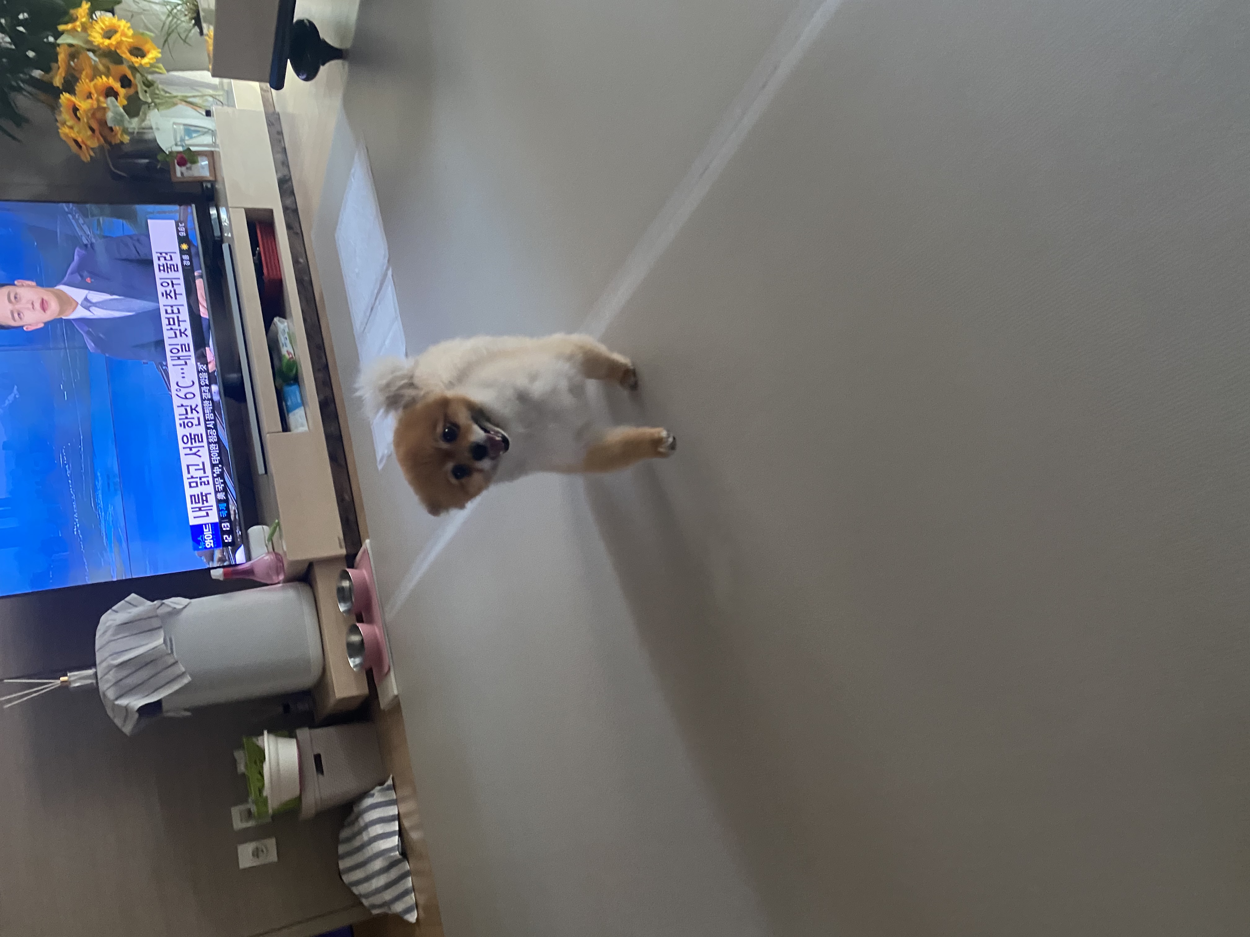 보리(감귤이)와 함께한 2개월 후기~