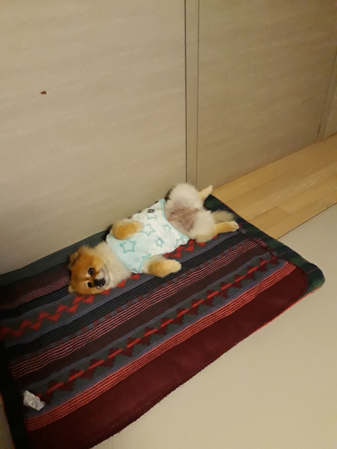 보리(감귤이)와 함께한 2개월 후기~