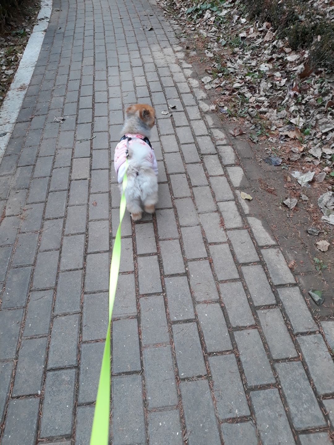 보리(감귤이)와 함께한 2개월 후기~