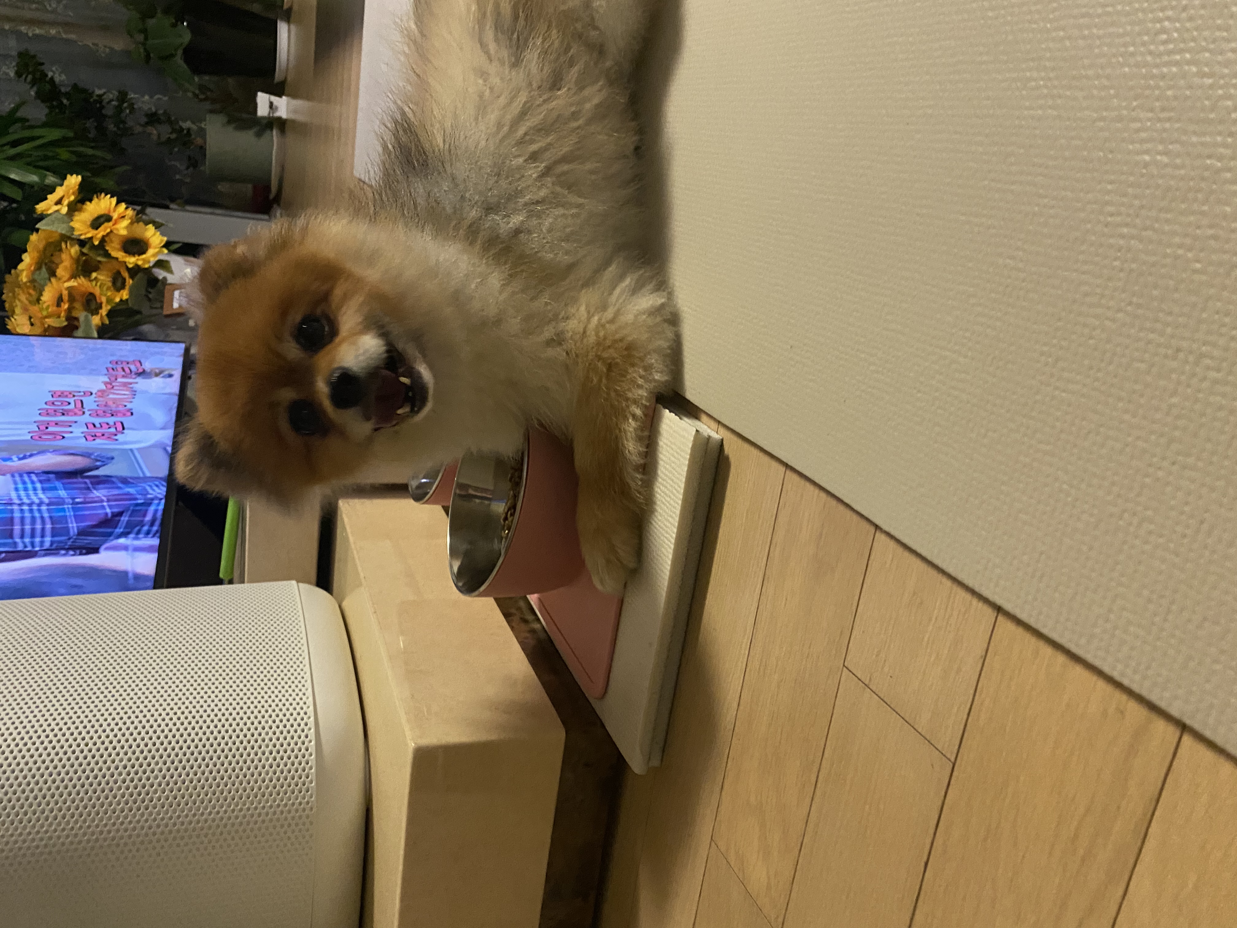 보리(감귤이)와 함께한 2개월 후기~