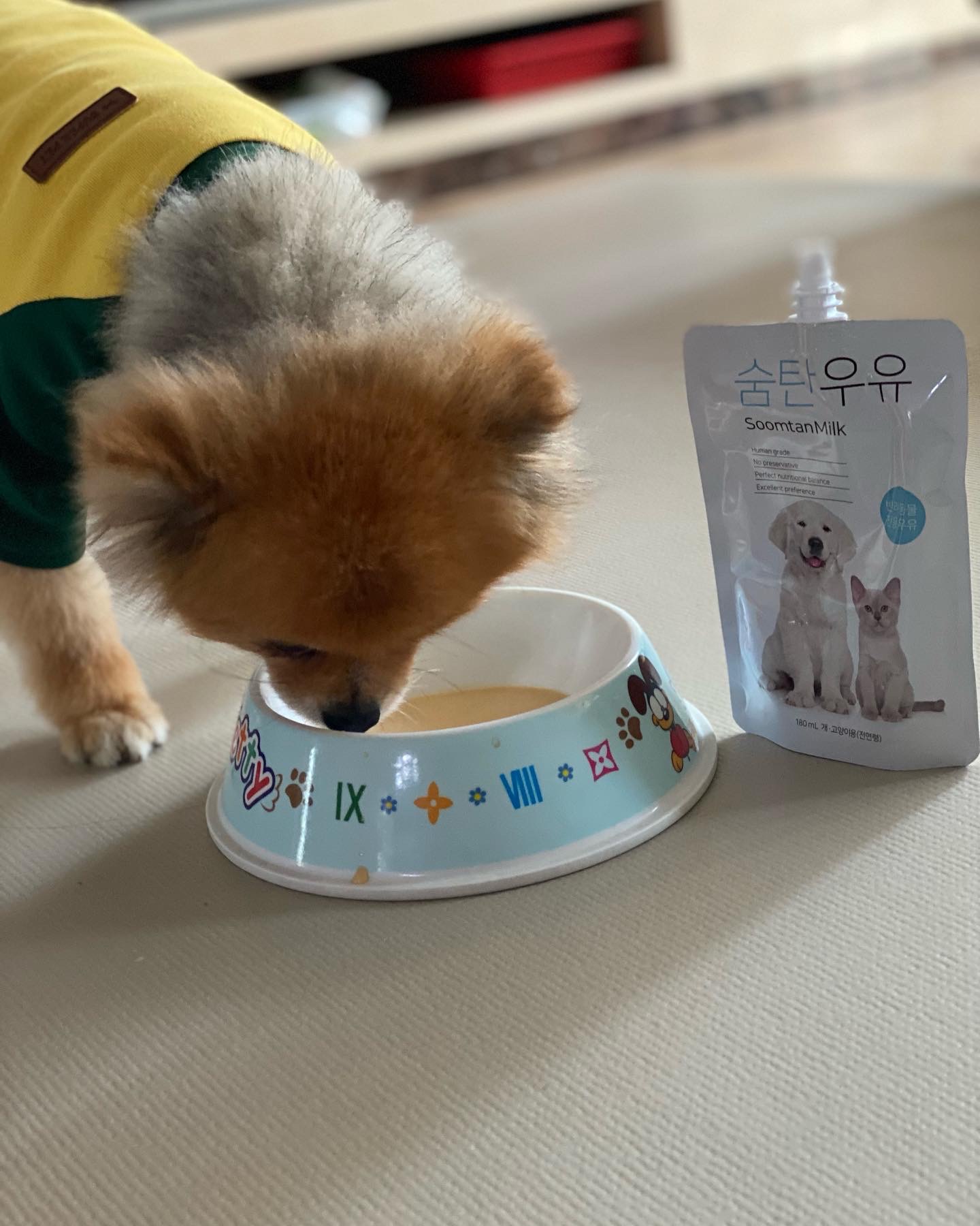 보리(감귤이)와 함께한 2개월 후기~