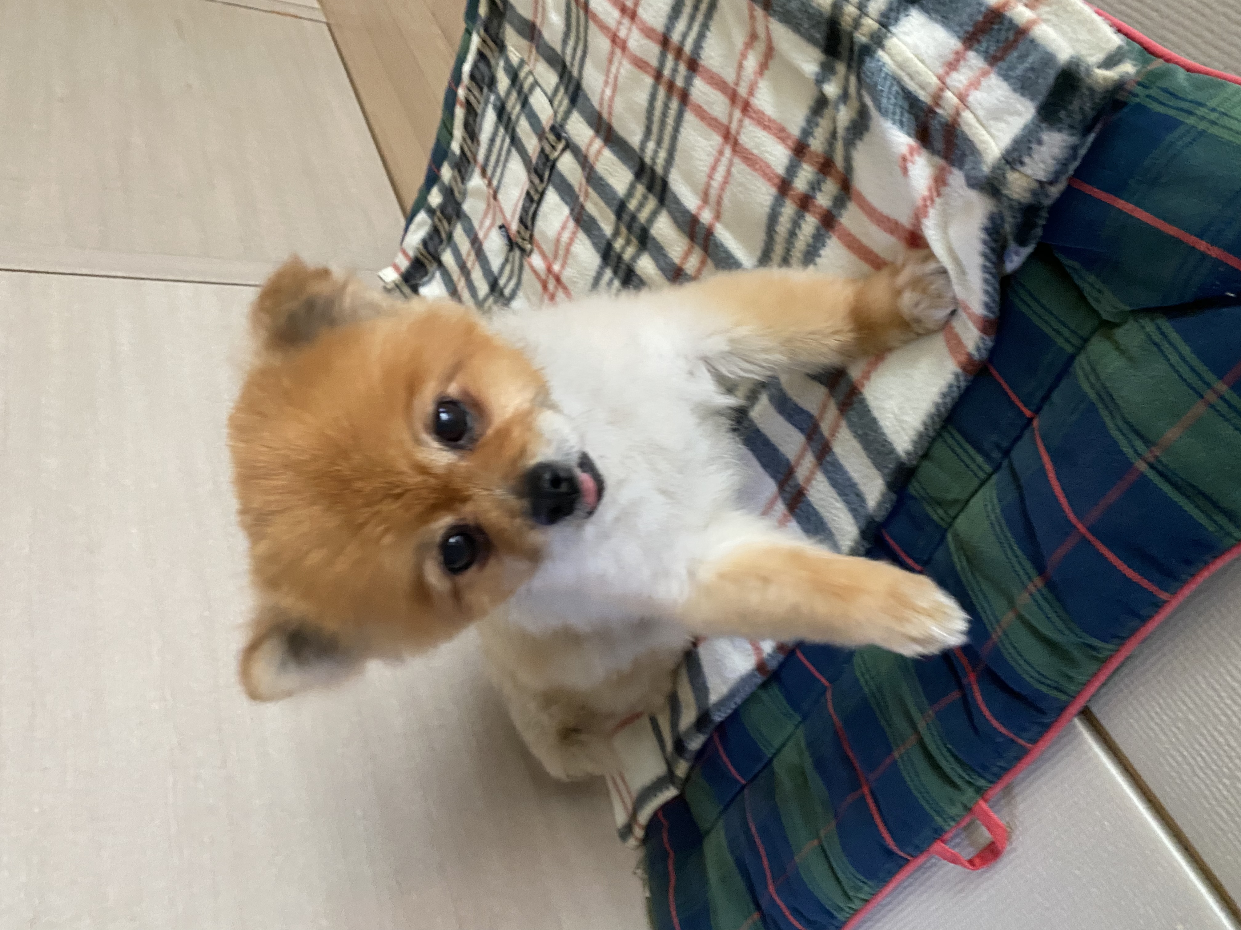 보리(감귤이)와 함께한 2개월 후기~