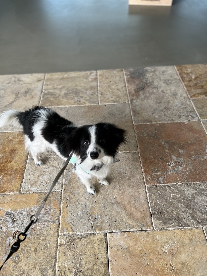 양주에서 온 라이카입니다~!