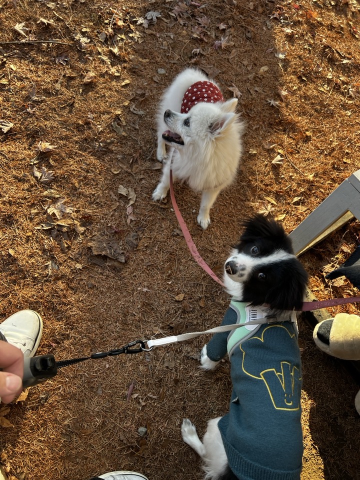 양주에서 온 라이카입니다~!