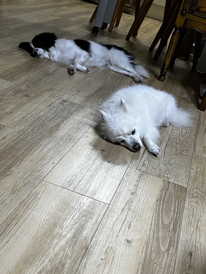 양주에서 온 라이카입니다~!