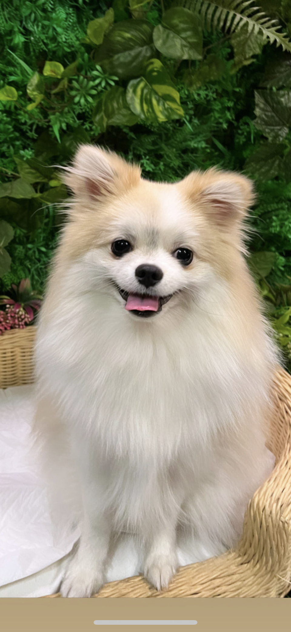 곤지암구조견 존예 제리(마이) 곧한살 근황