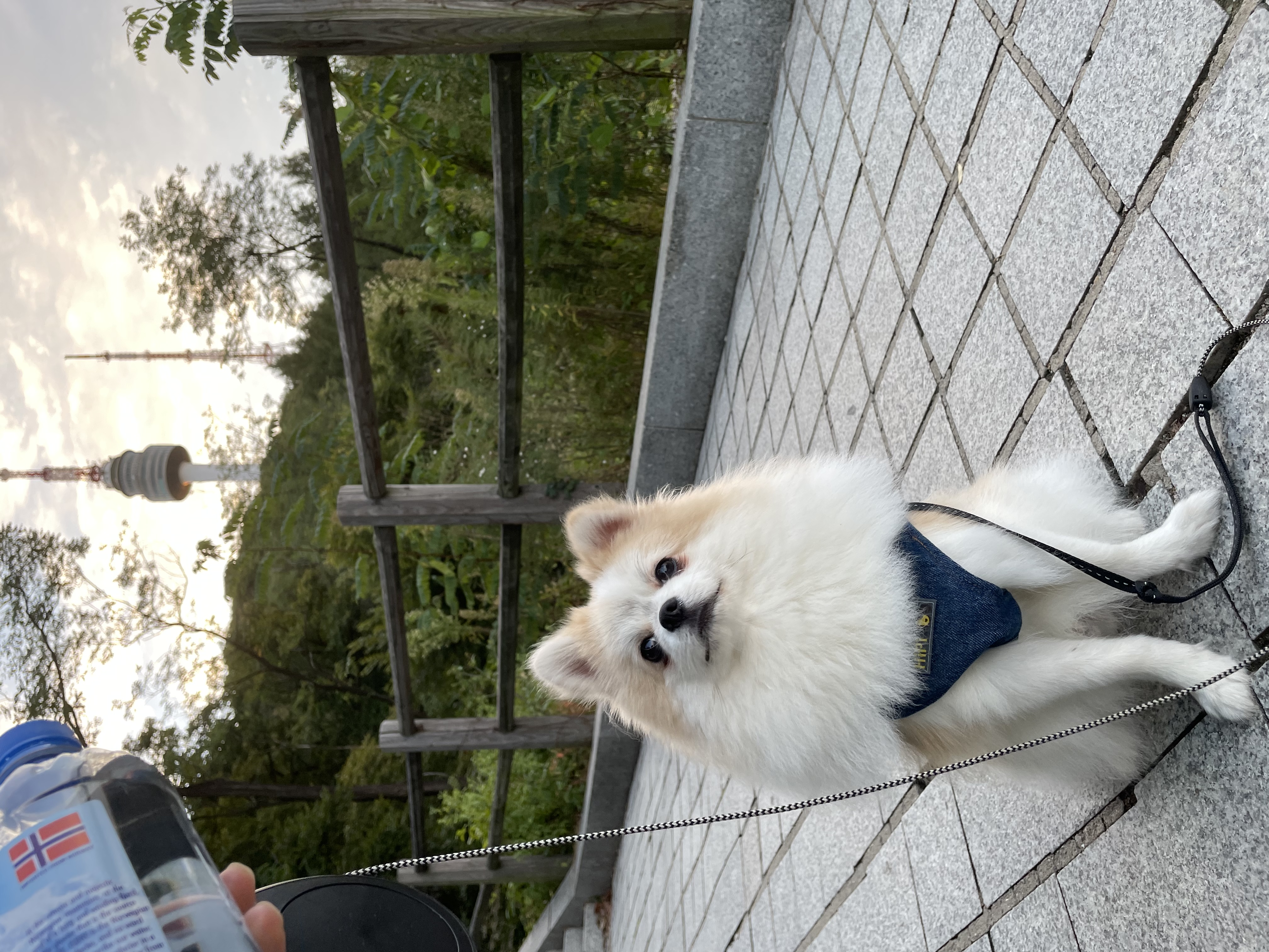 곤지암구조견 존예 제리(마이) 곧한살 근황