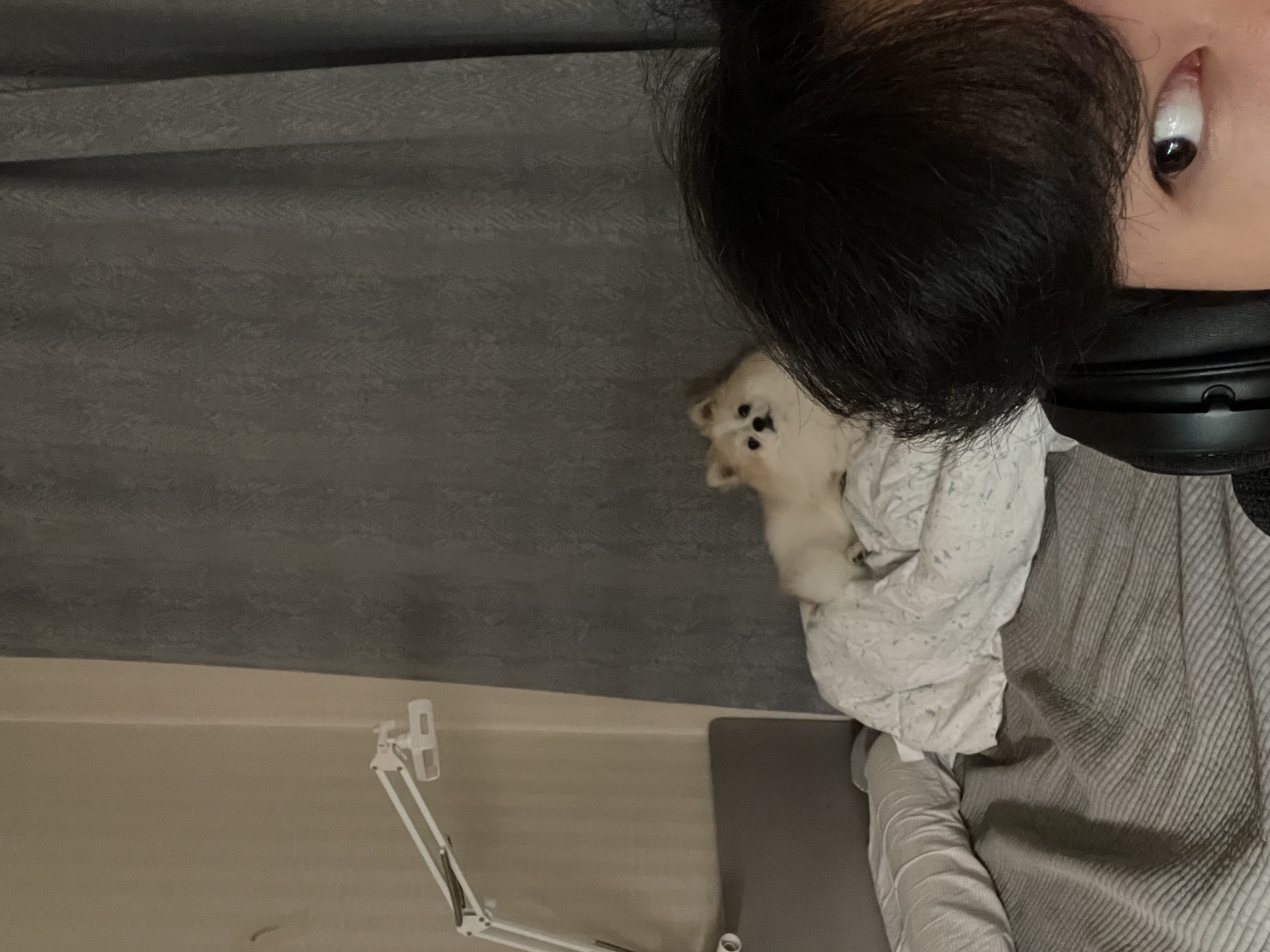 곤지암구조견 존예 제리(마이) 곧한살 근황