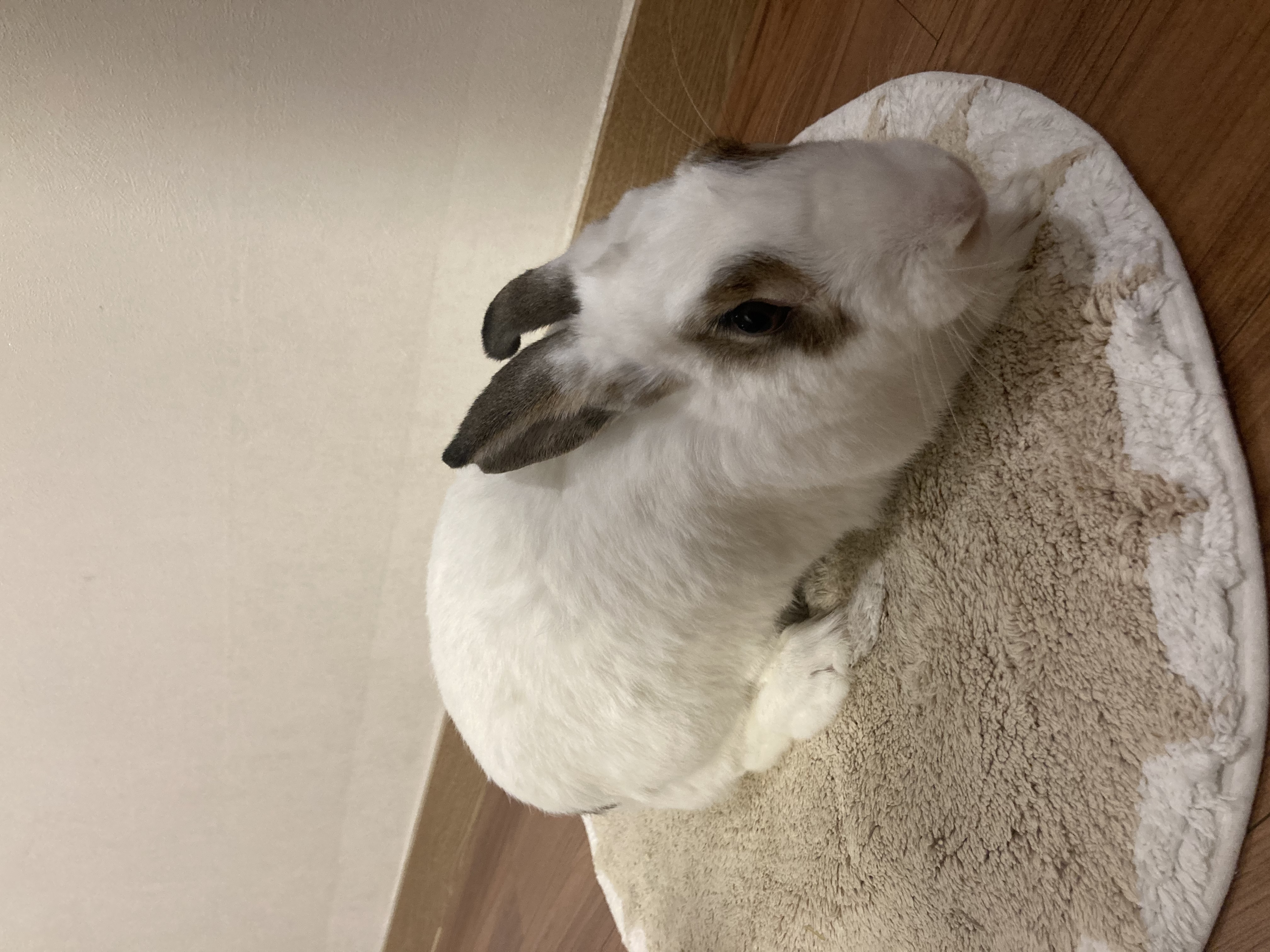 '행운'이 있는 '행복'한 삶