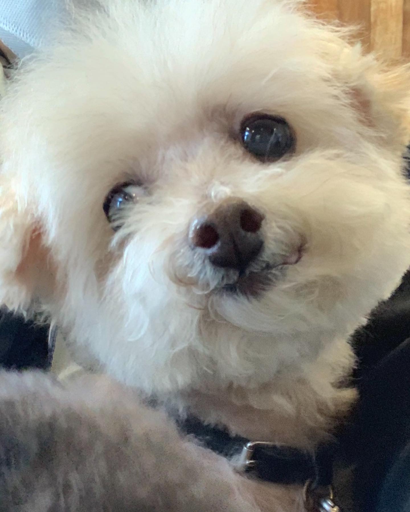 시흥불법번식장에서 구조되어 온 제인이가 소풍을 떠났습니다