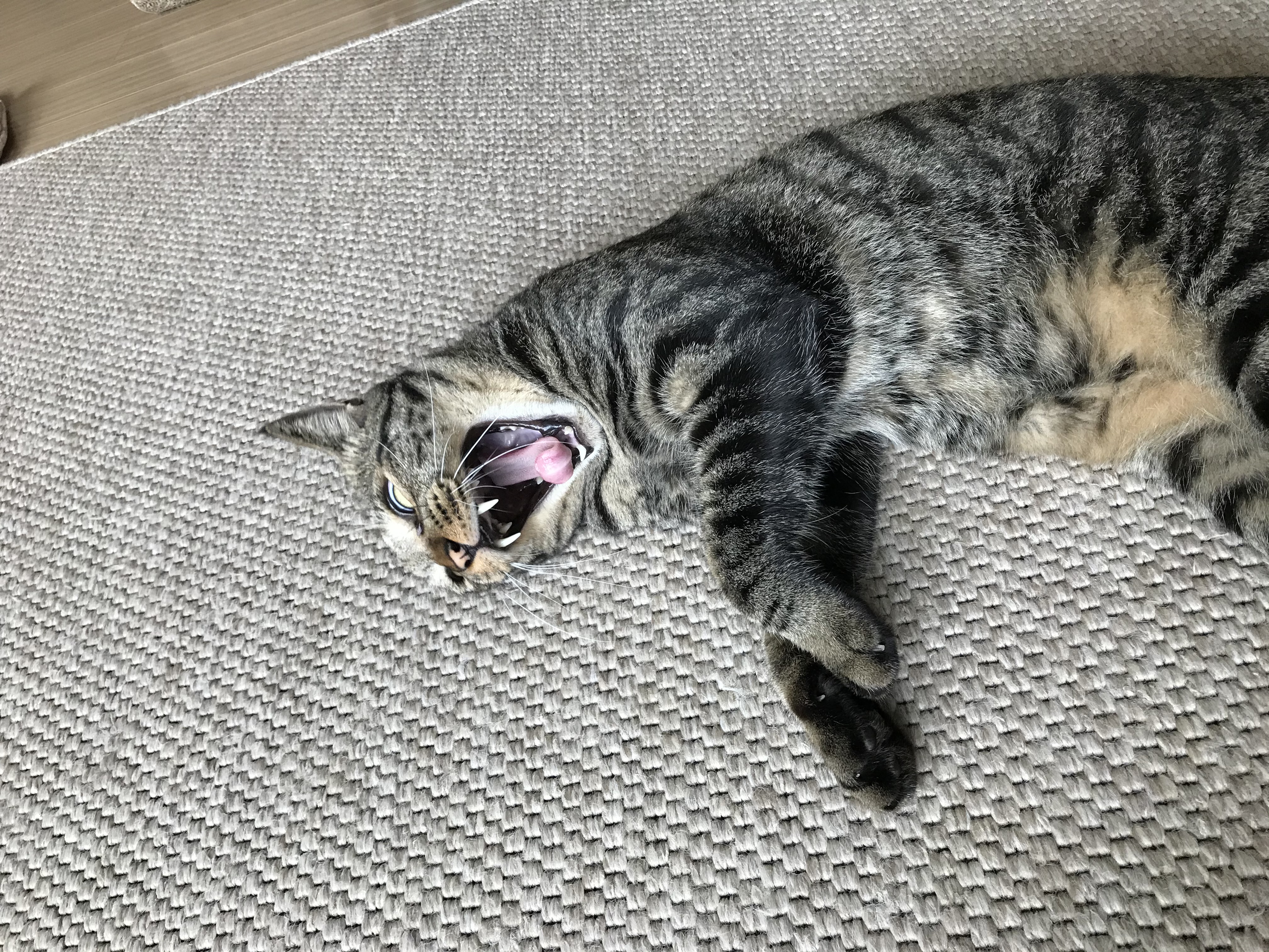 망덕(매콩)이 입양 1년 후기