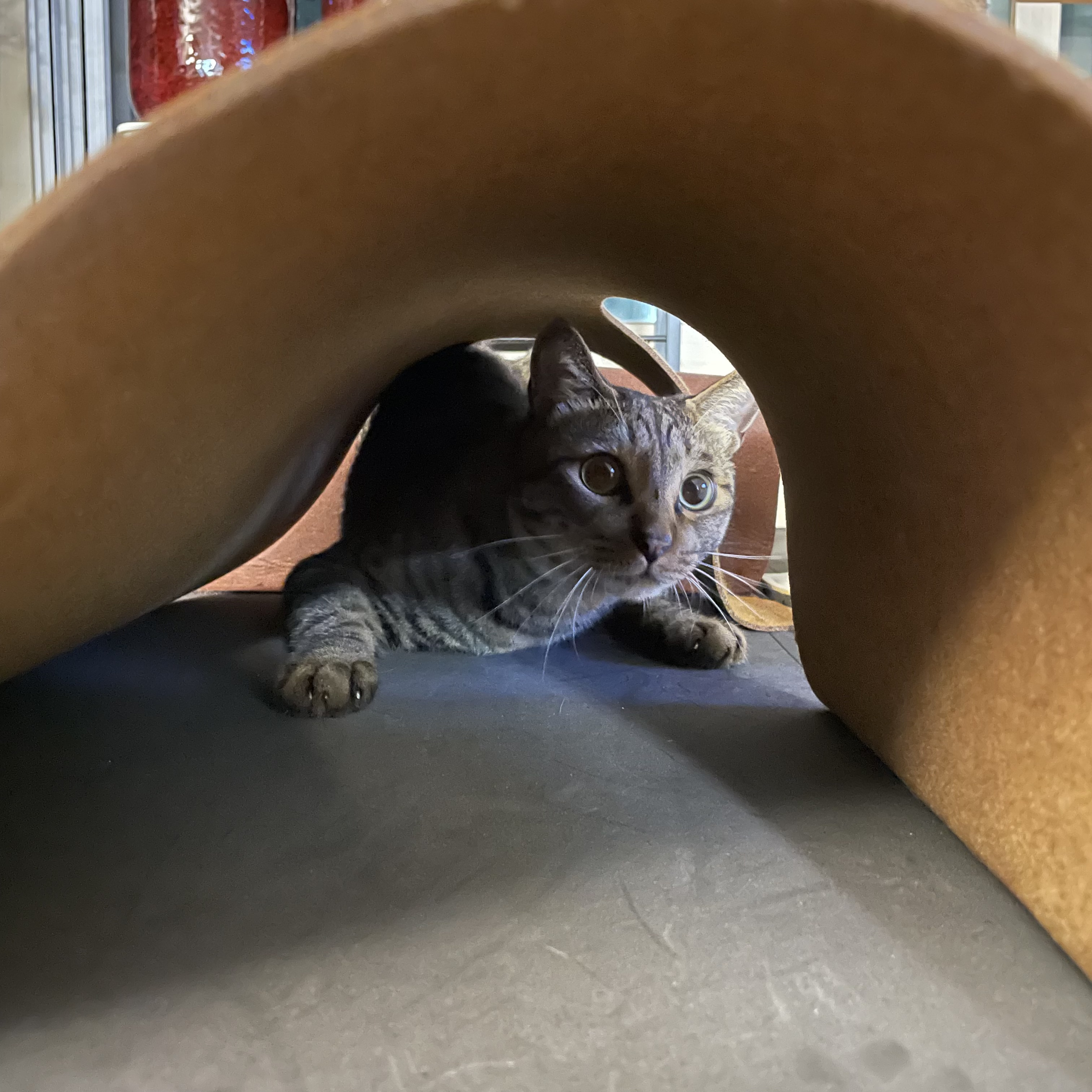 망덕(매콩)이 입양 1년 후기