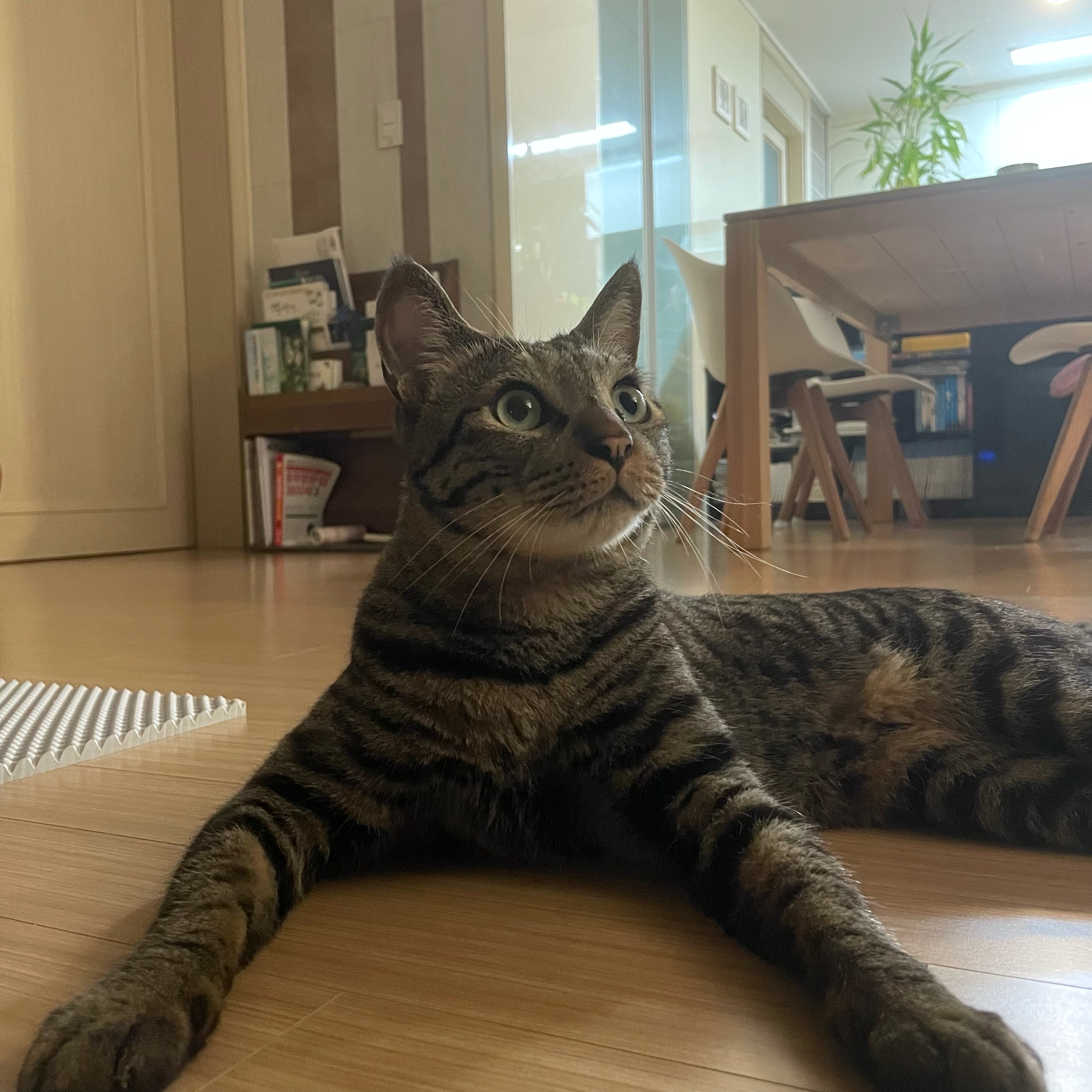 망덕(매콩)이 입양 1년 후기