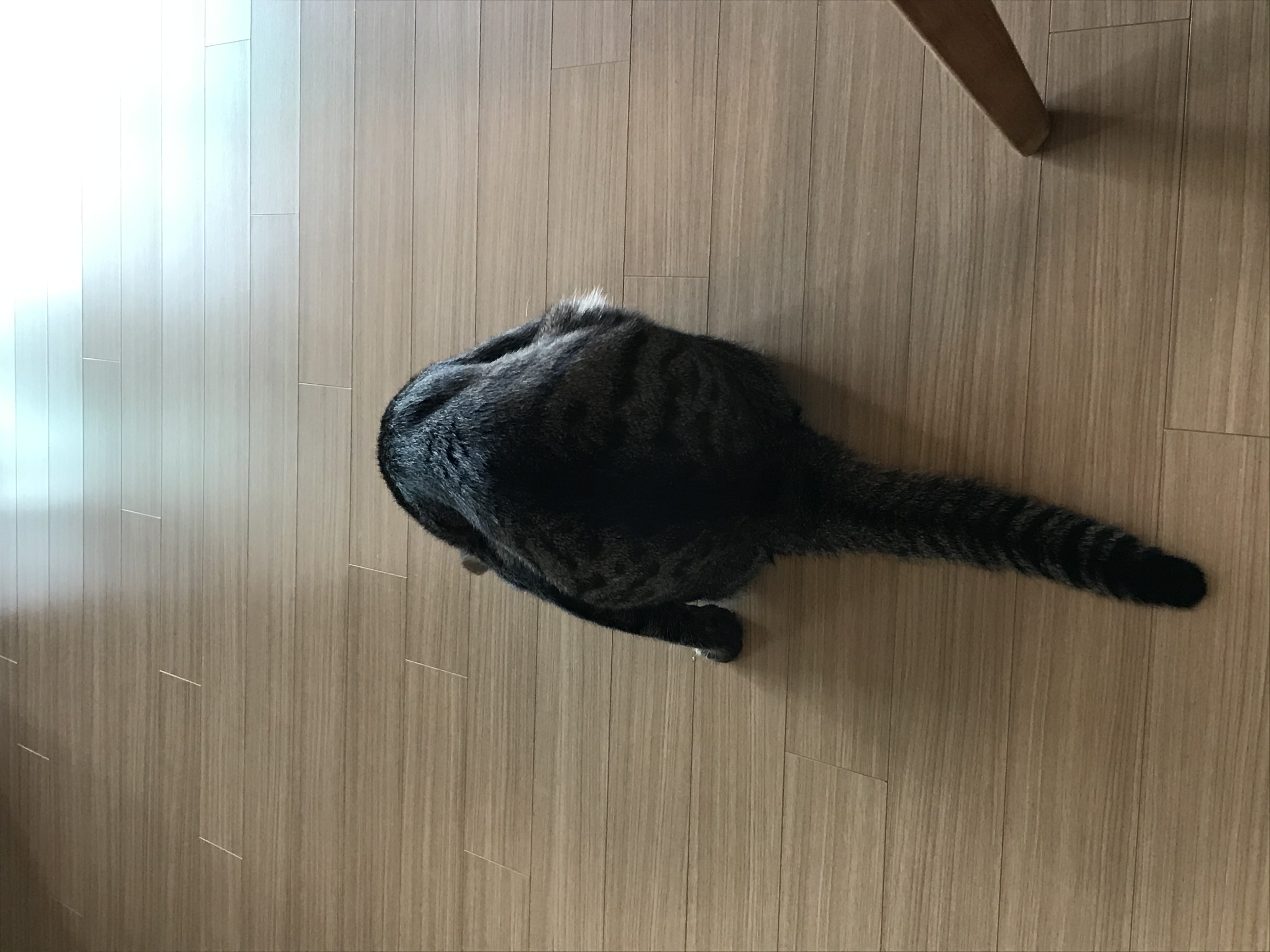 망덕(매콩)이 입양 1년 후기