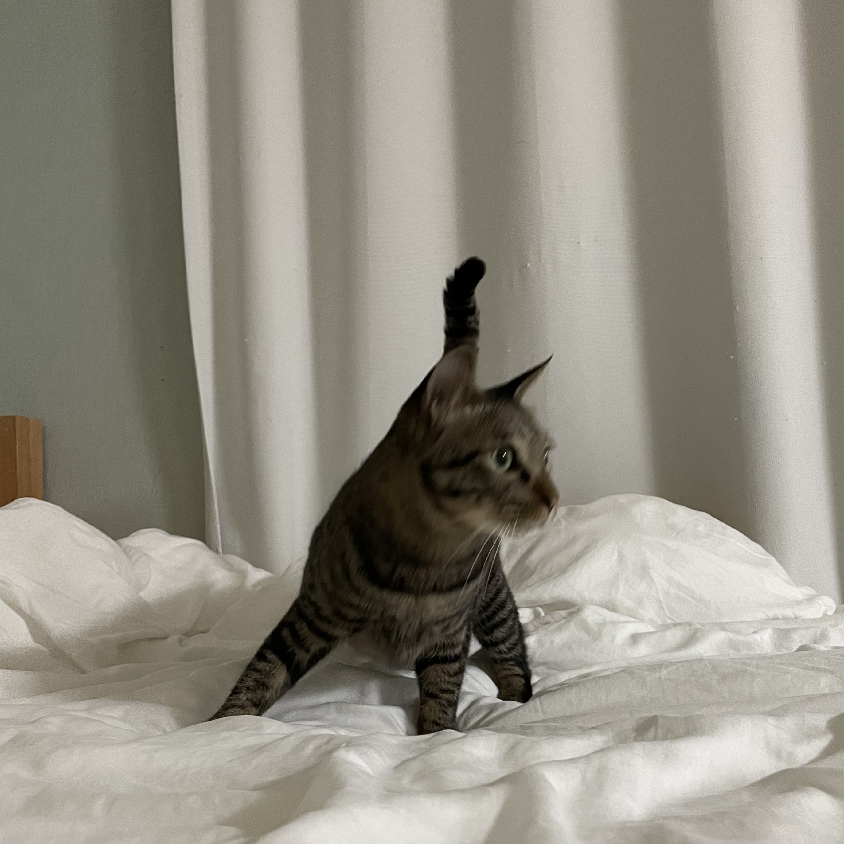 망덕(매콩)이 입양 1년 후기