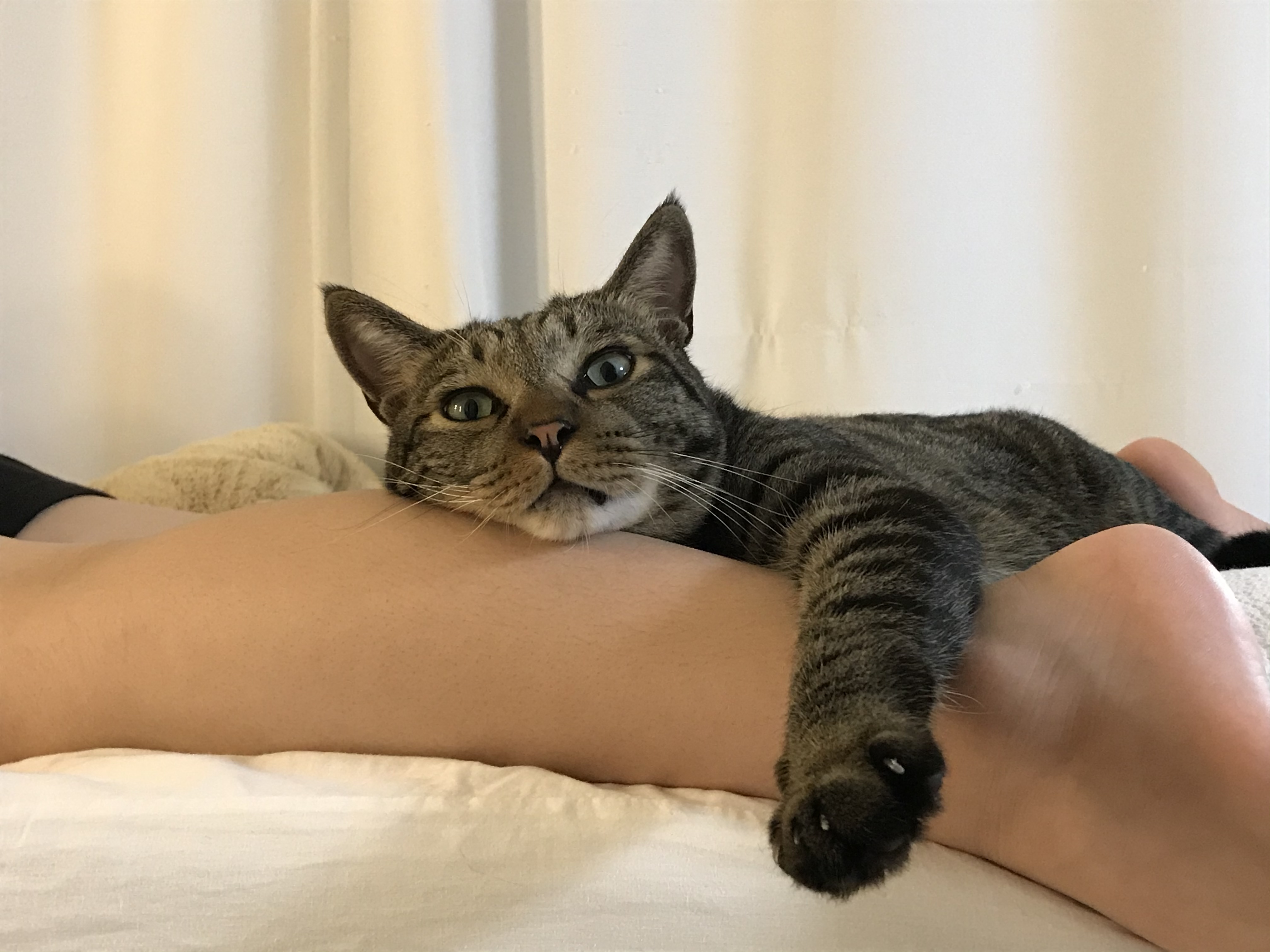 망덕(매콩)이 입양 1년 후기