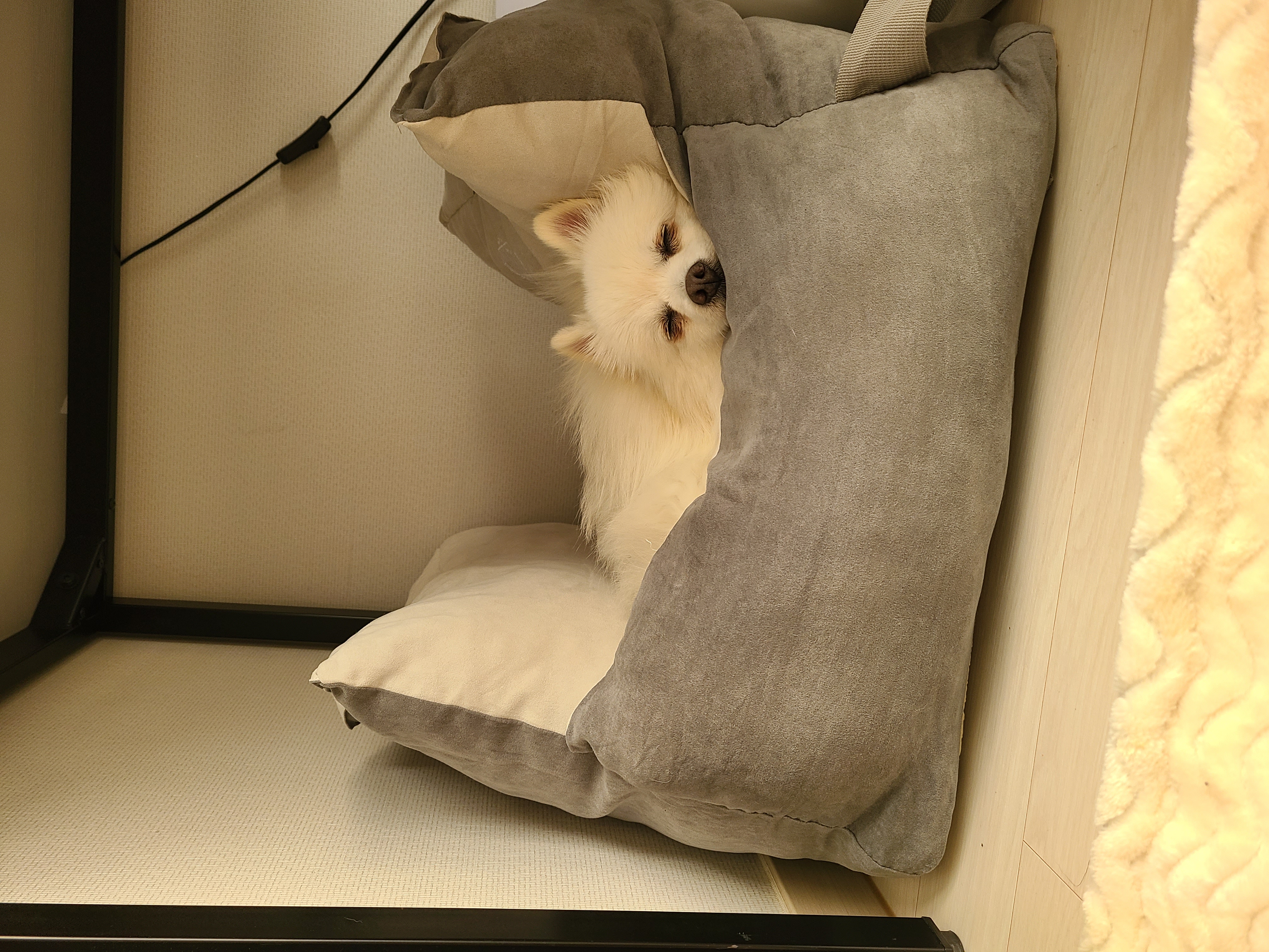 단비 (포동이) 입양 3일차입니다^^