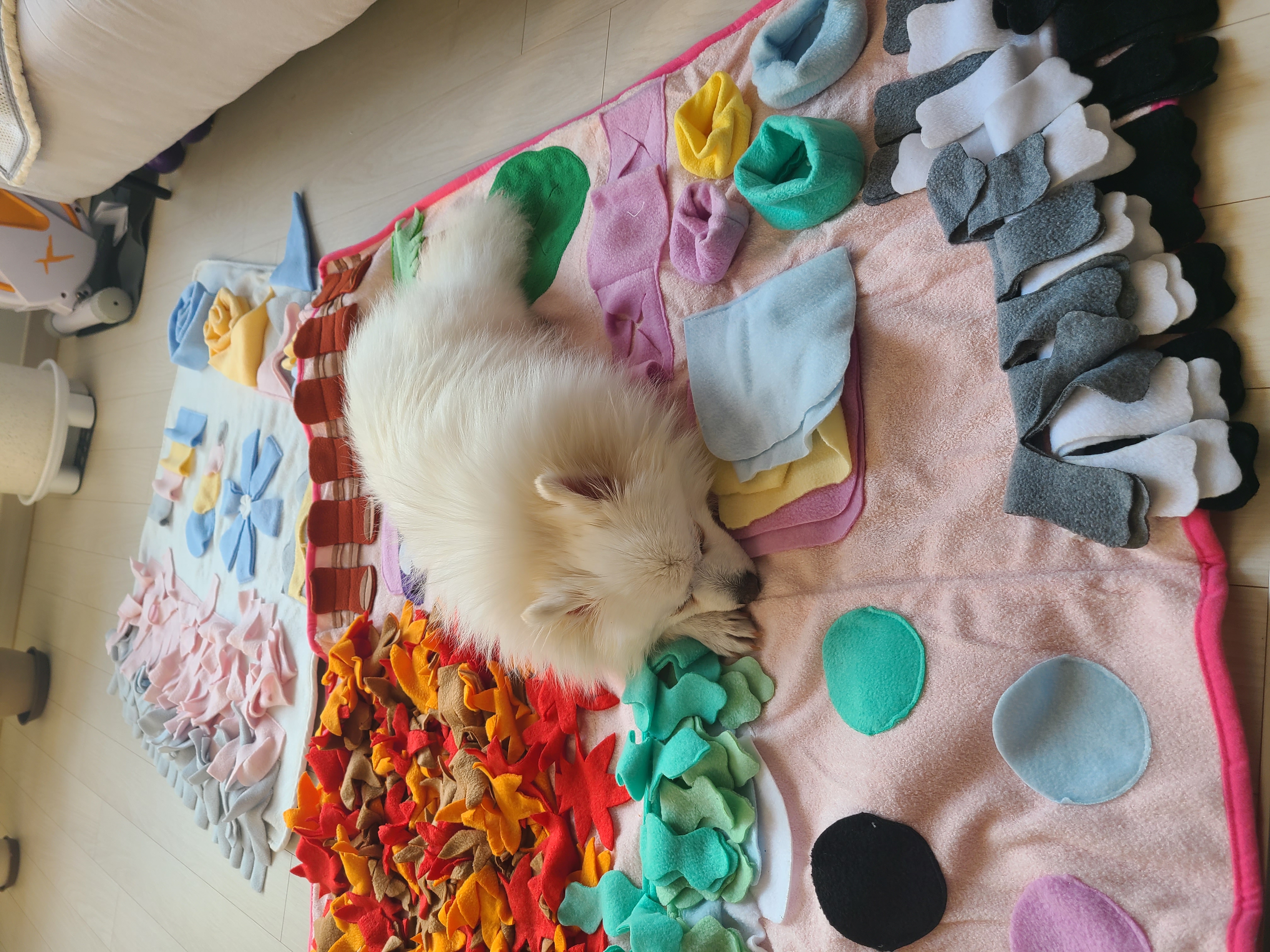 단비 (포동이) 입양 3일차입니다^^