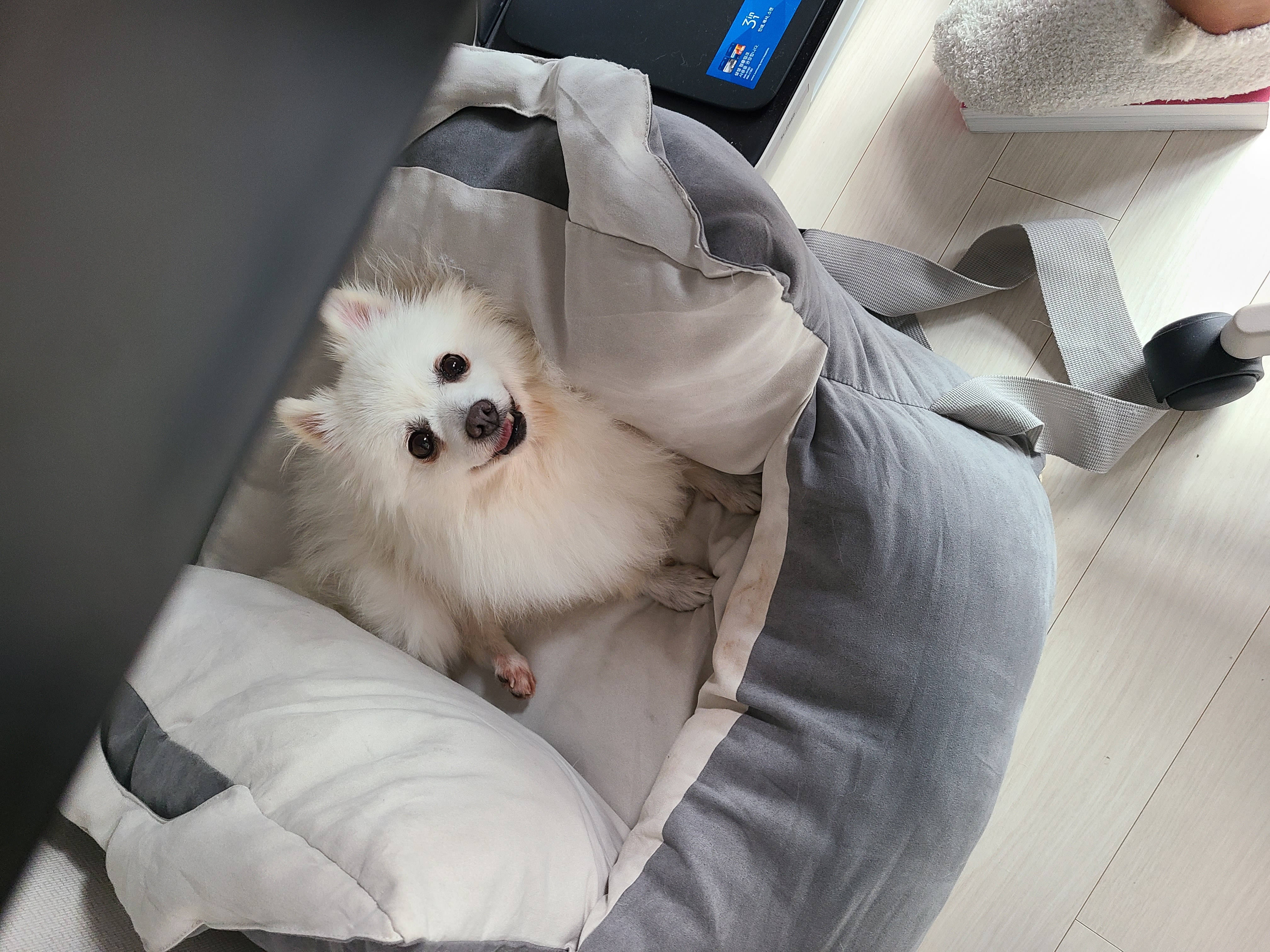 단비 (포동이) 입양 3일차입니다^^