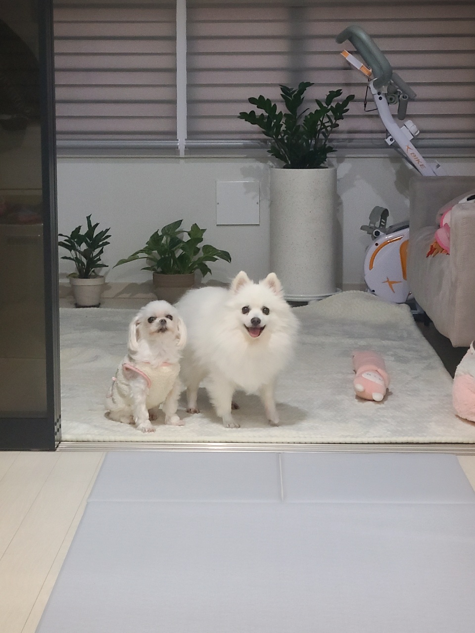 단비 (포동이) 입양 3일차입니다^^